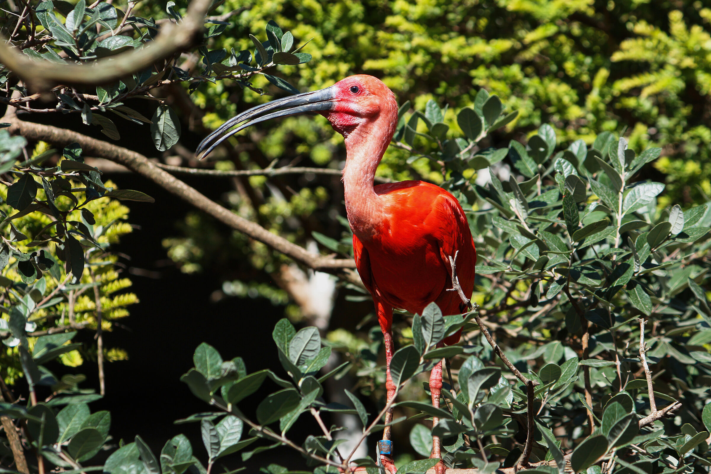 Scarlet Ibis