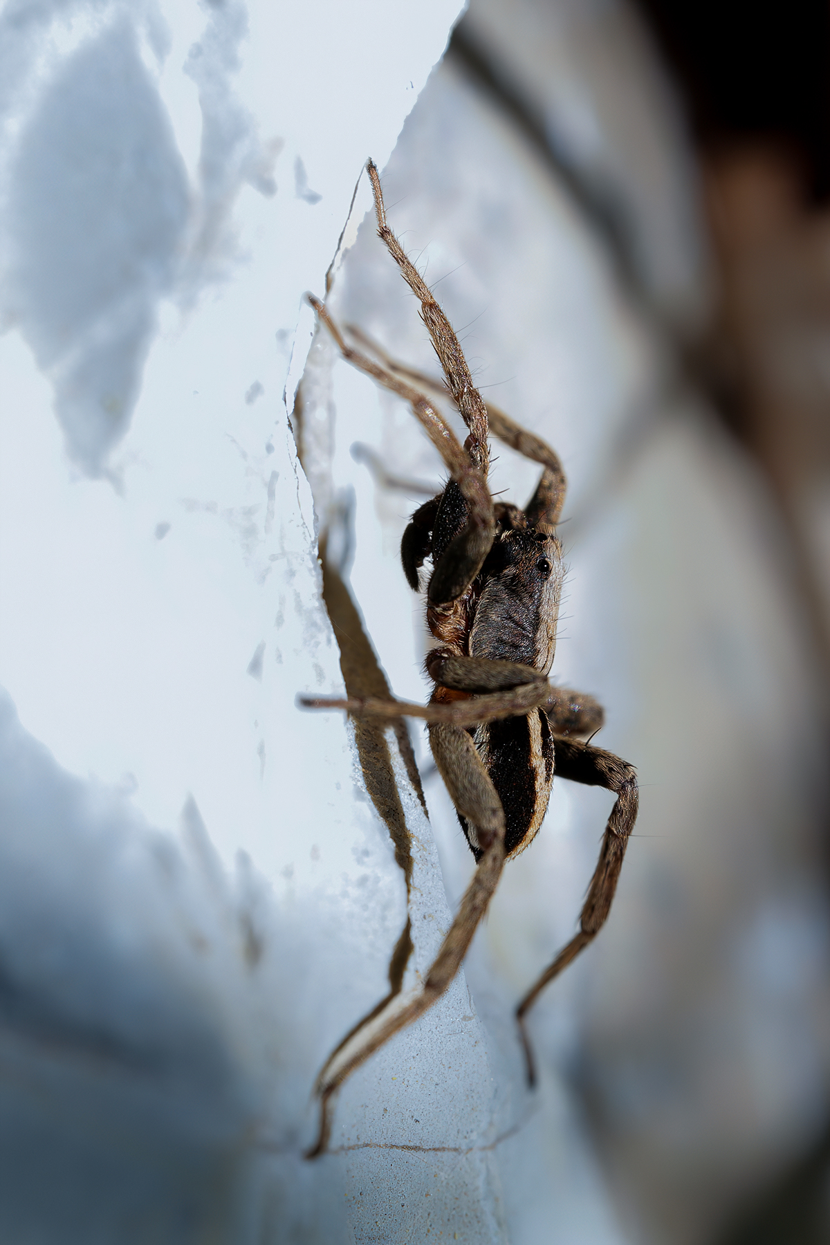 Alopecosa albofasciata male