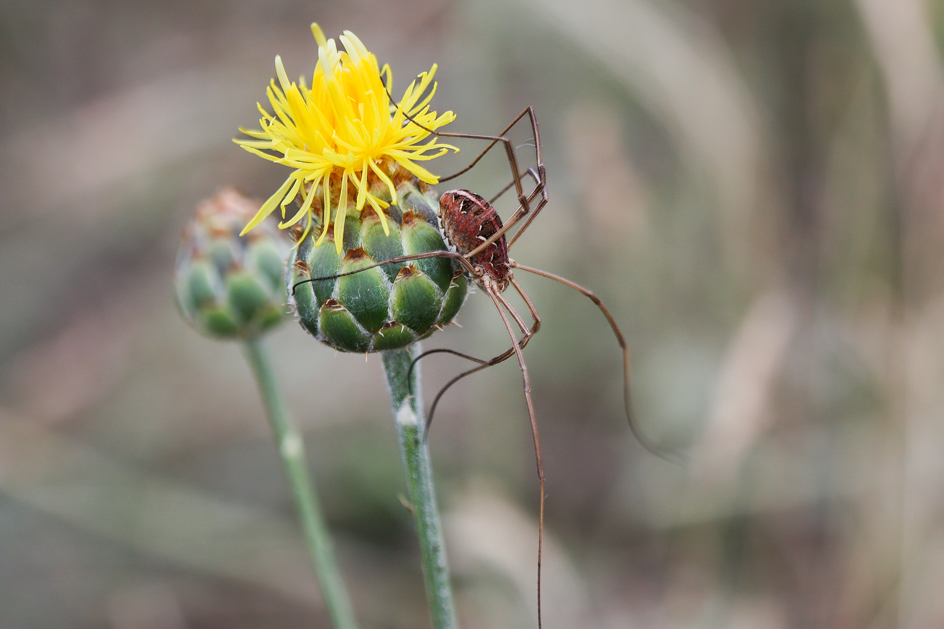 My first Macros: Phalangiidae sp.