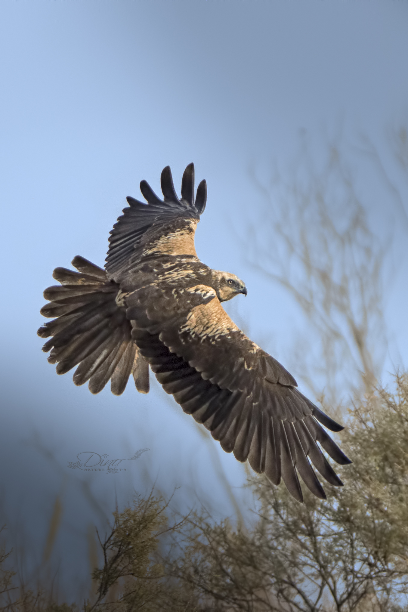 Marsh Harrier in flight - vertical crop