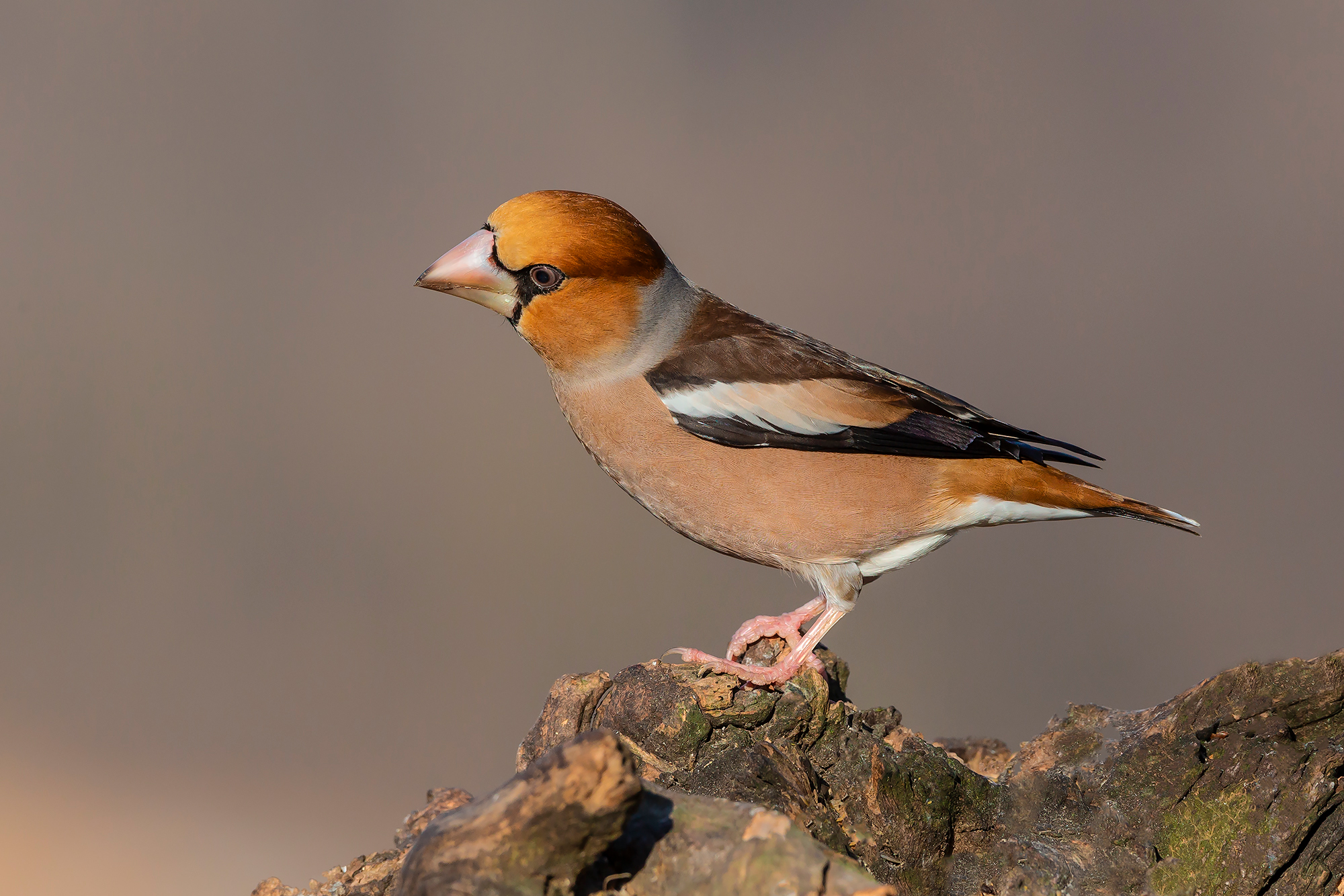 Hawfinch