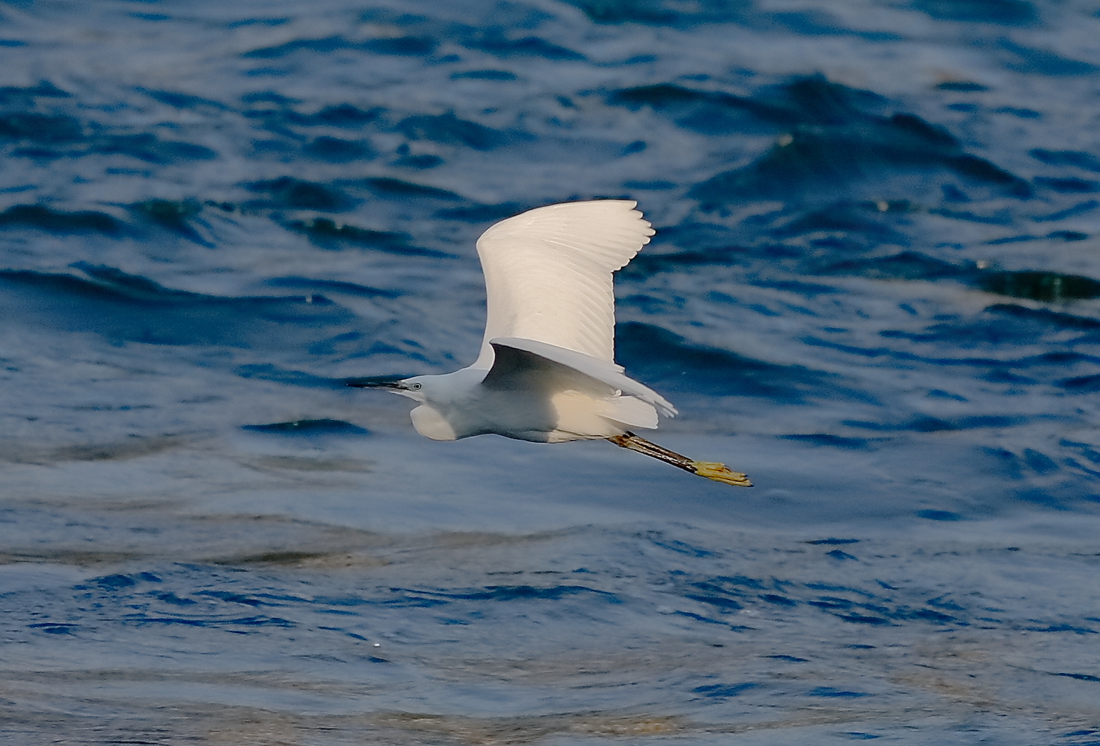 Little Egret 29-09-2023