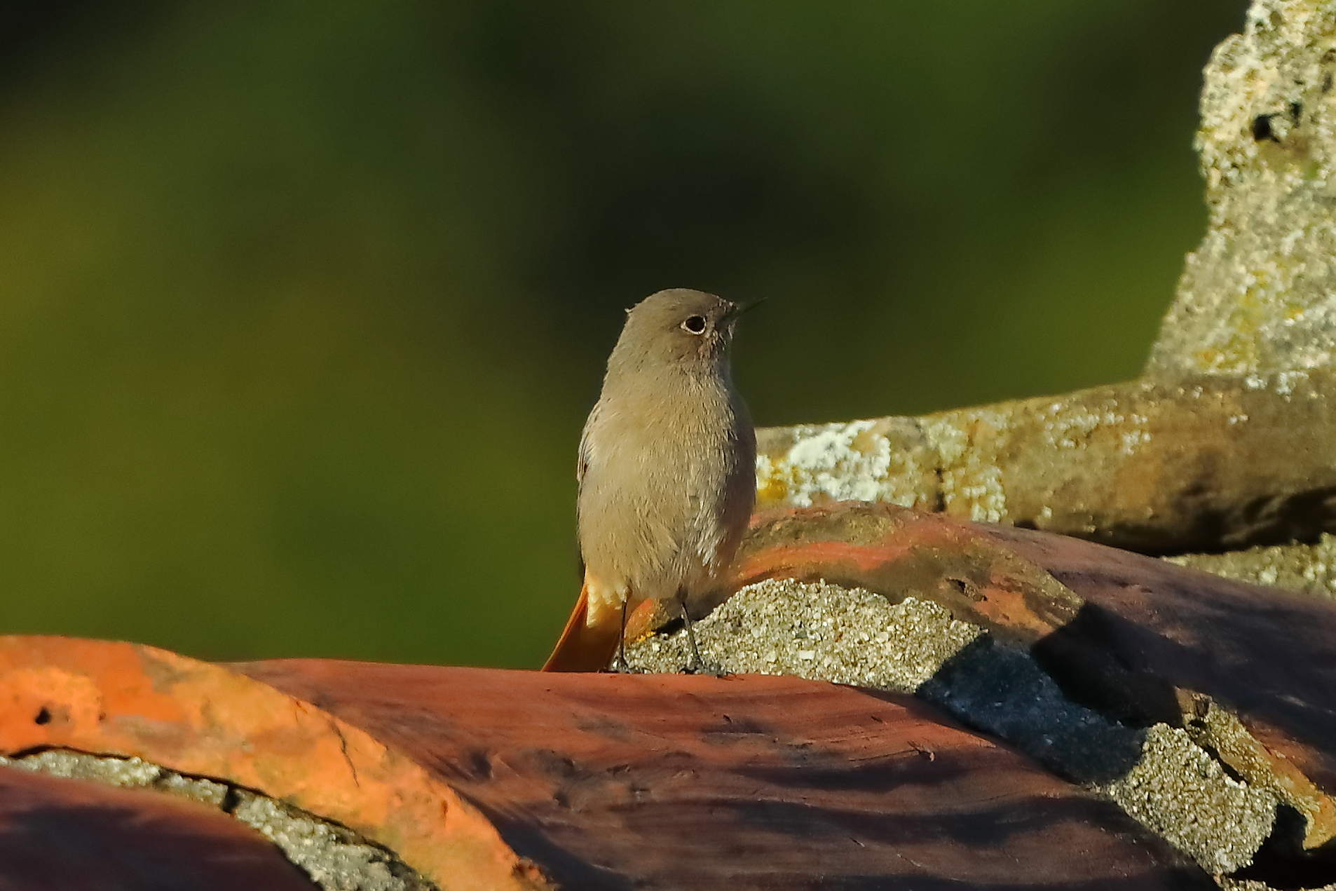 Redstart F 28-10-2023