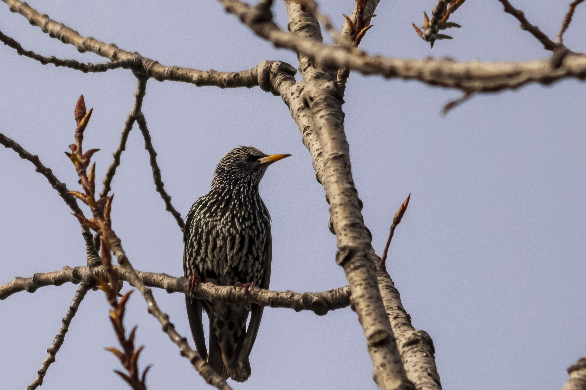 Starling