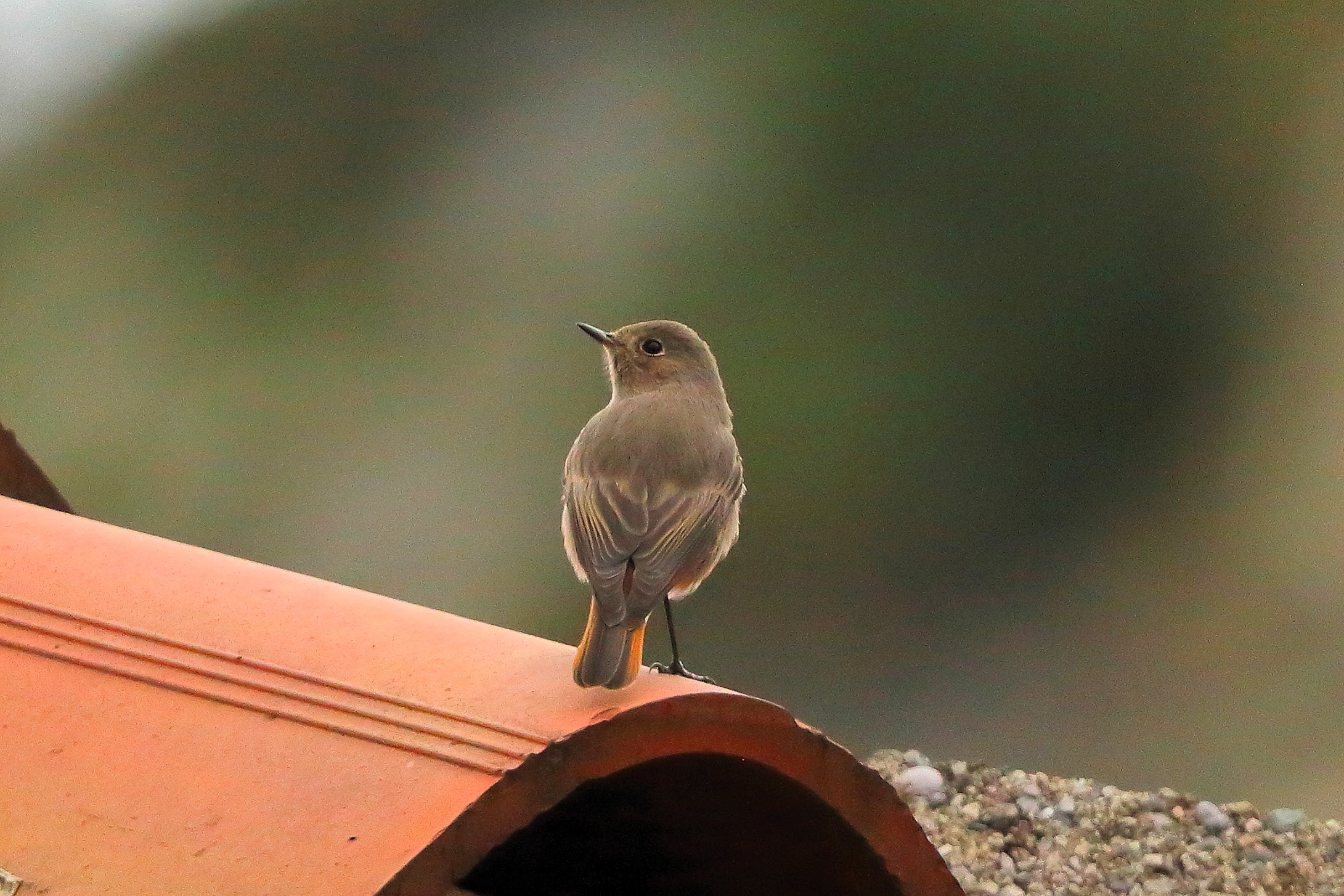 Redstart F 01-11-2023