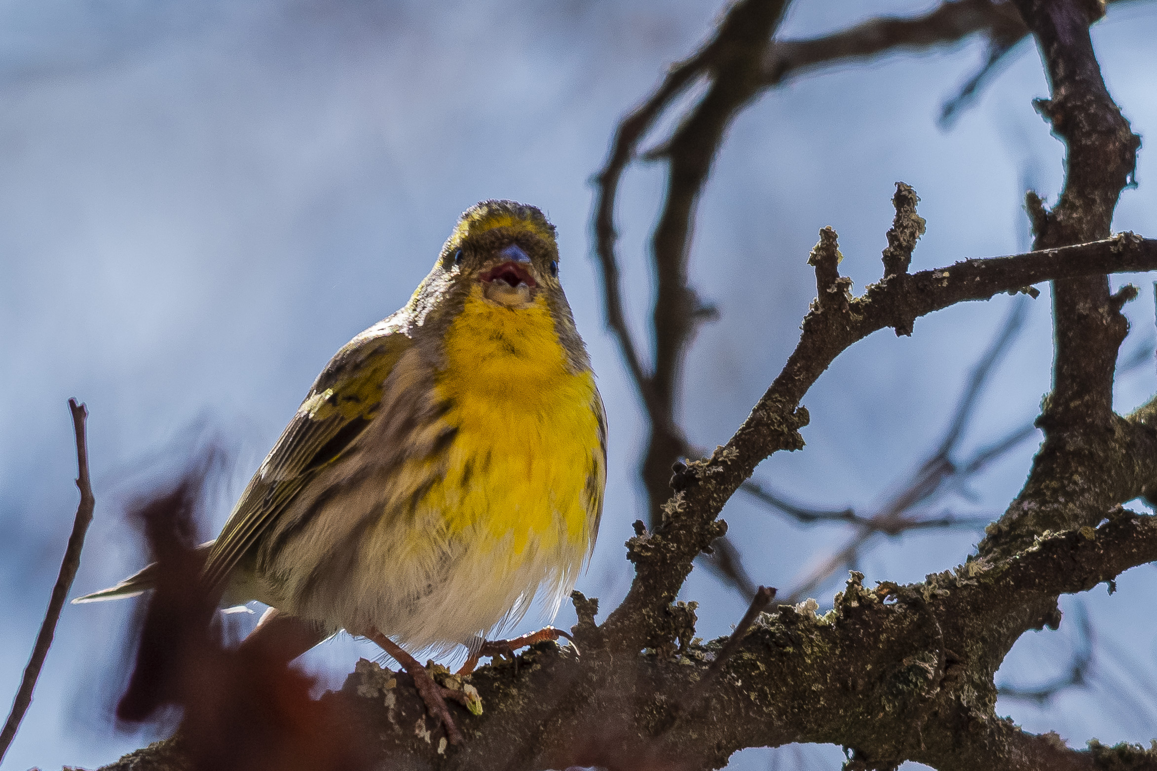 My band plays rock (verzellino)