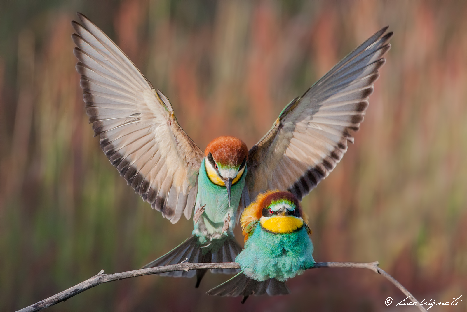 come un dipinto ad olio