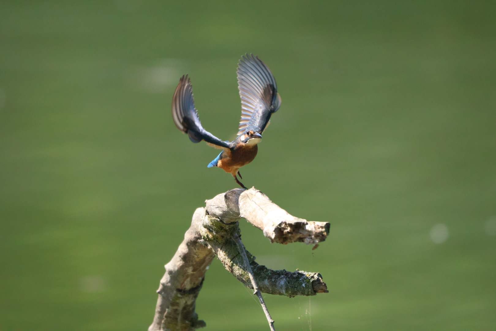 Kingfisher