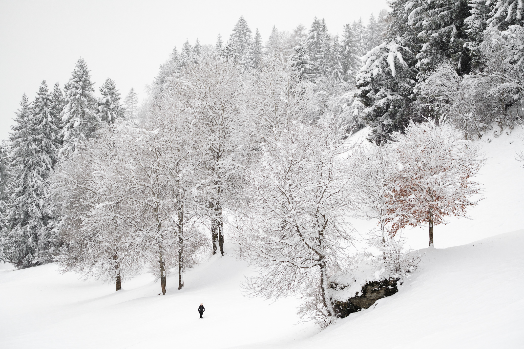 Sweet winter 1st vers.