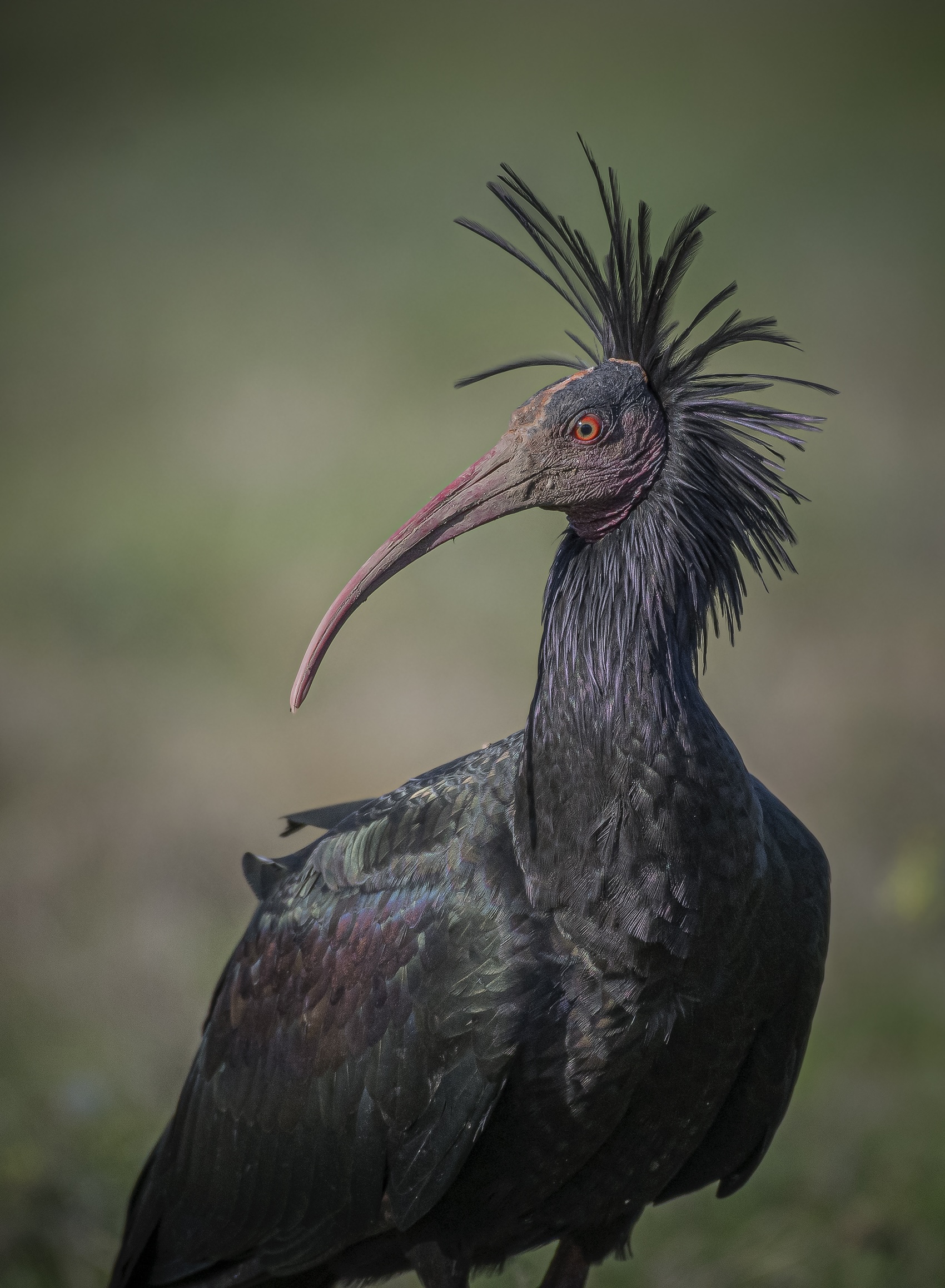 Northern Bald Ibis