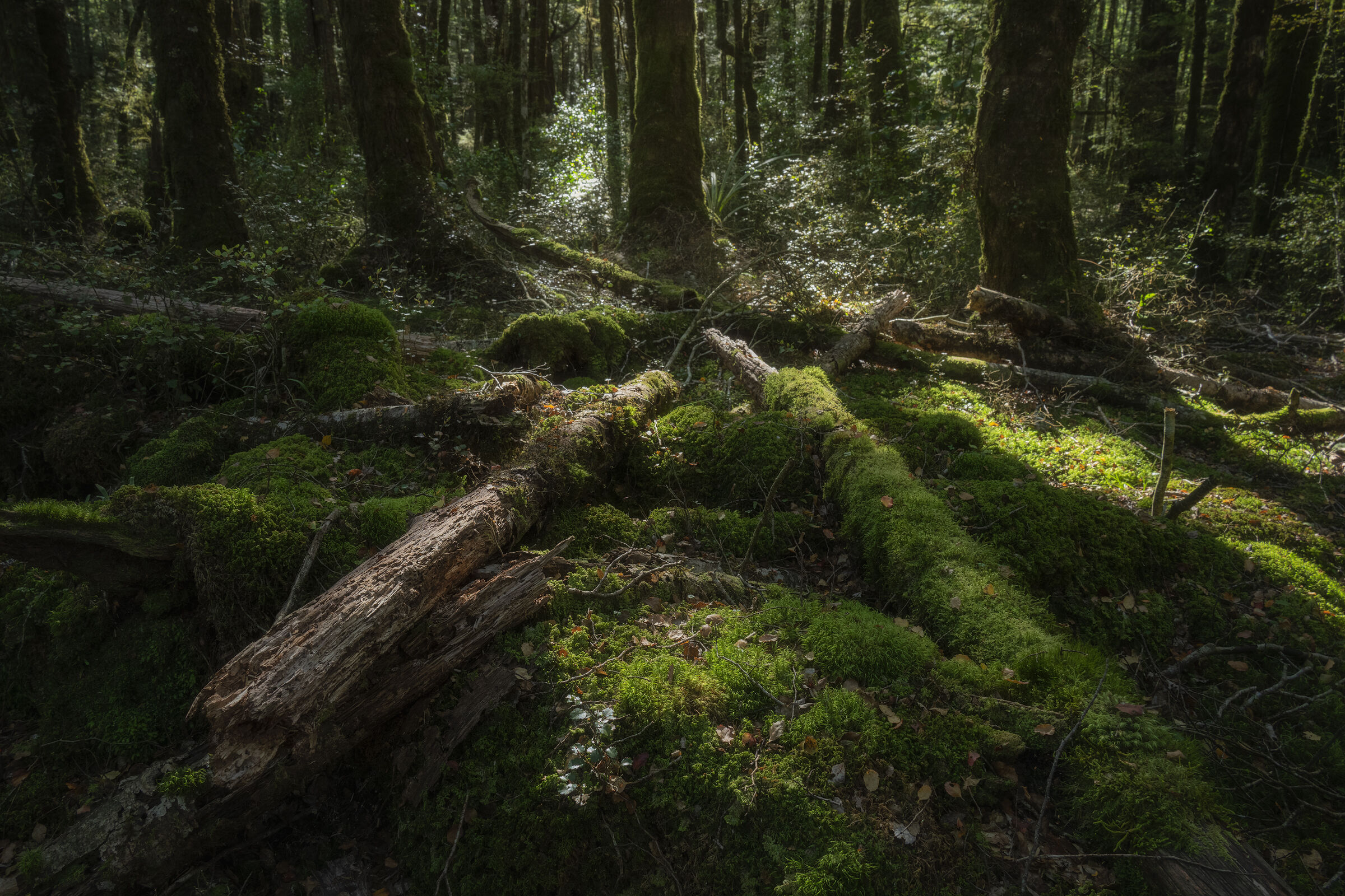 Rainforest Fiordland