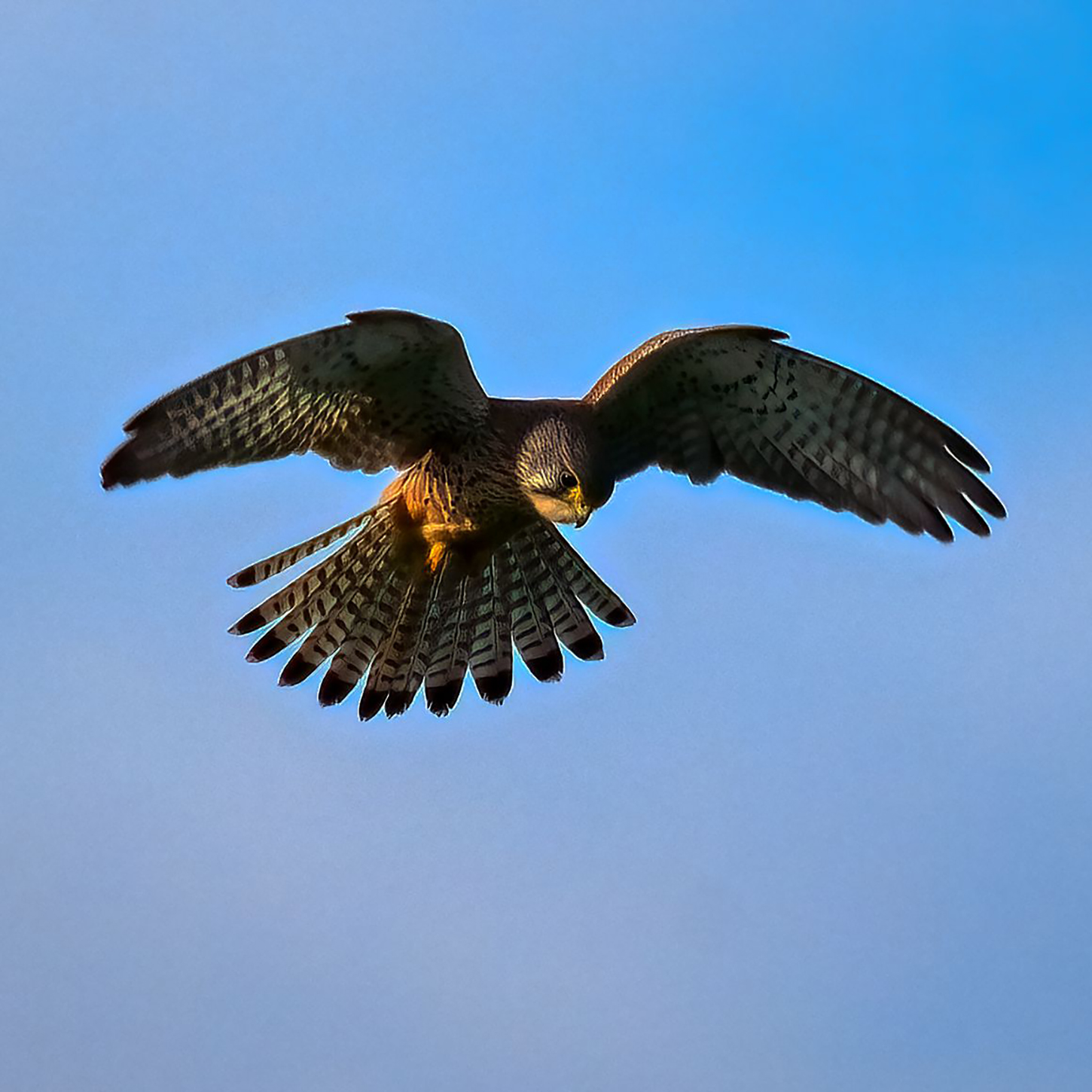 gheppio in spirito santo