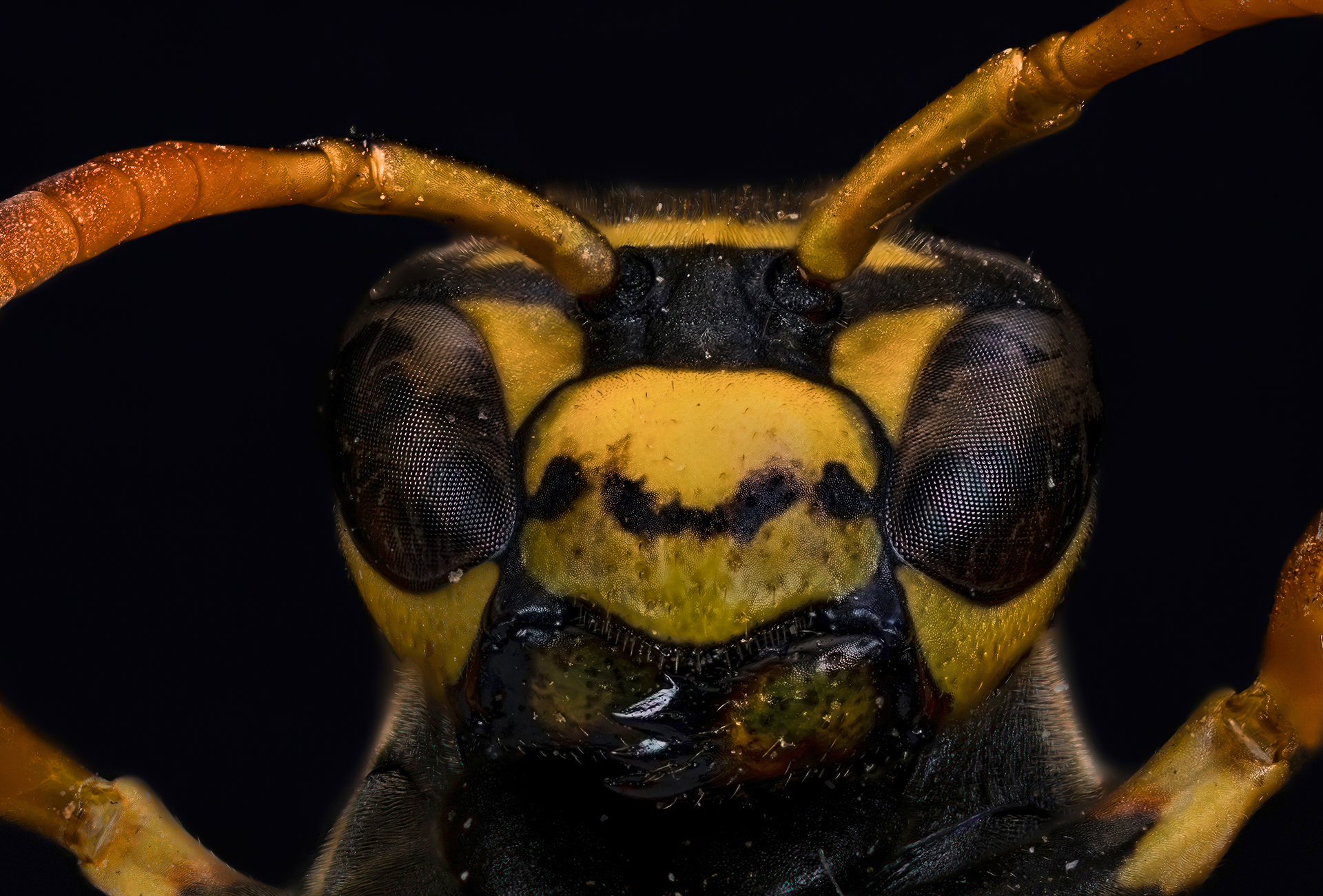 Ex Polistes sp. z o.o.