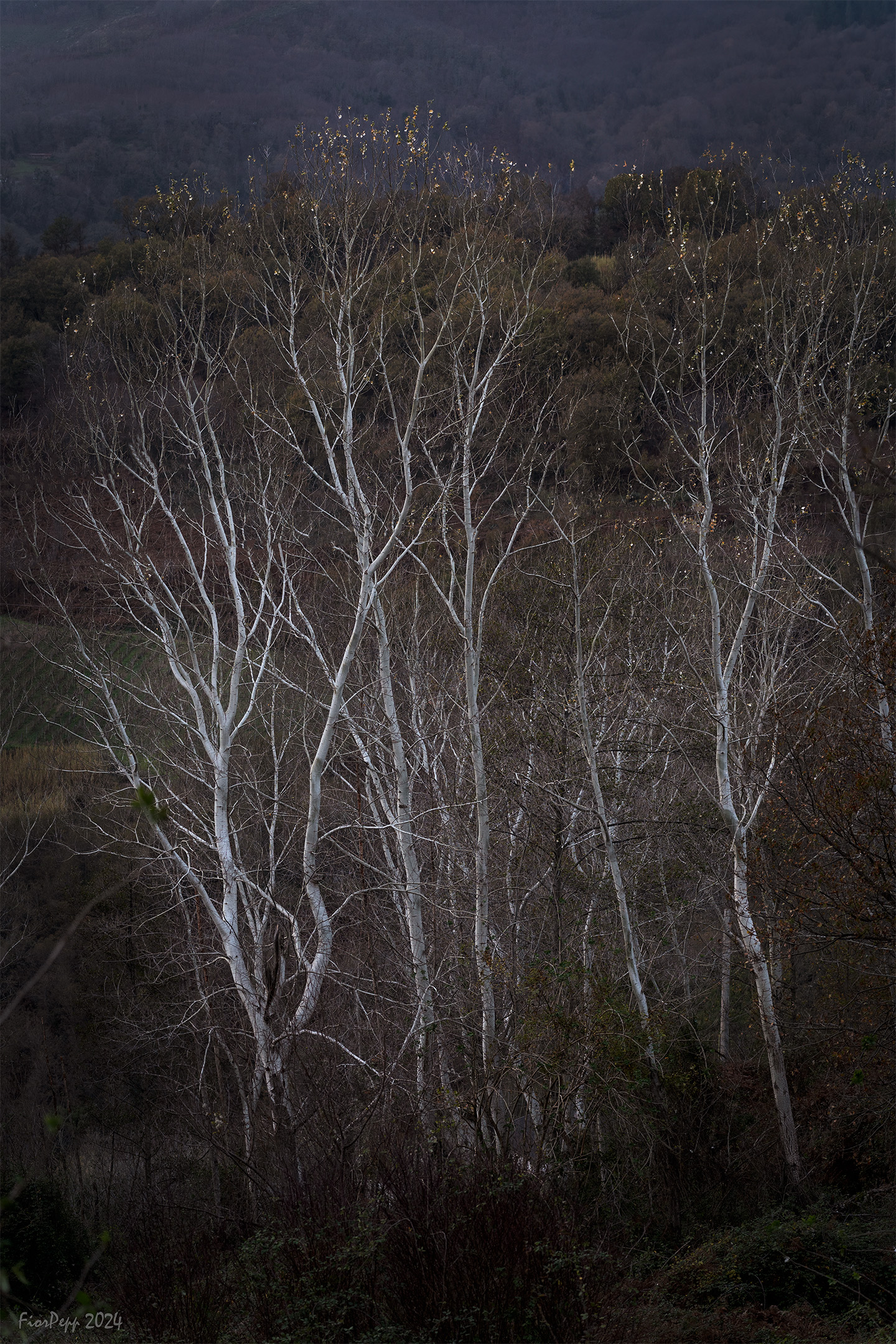 Pioppi al crepuscolo