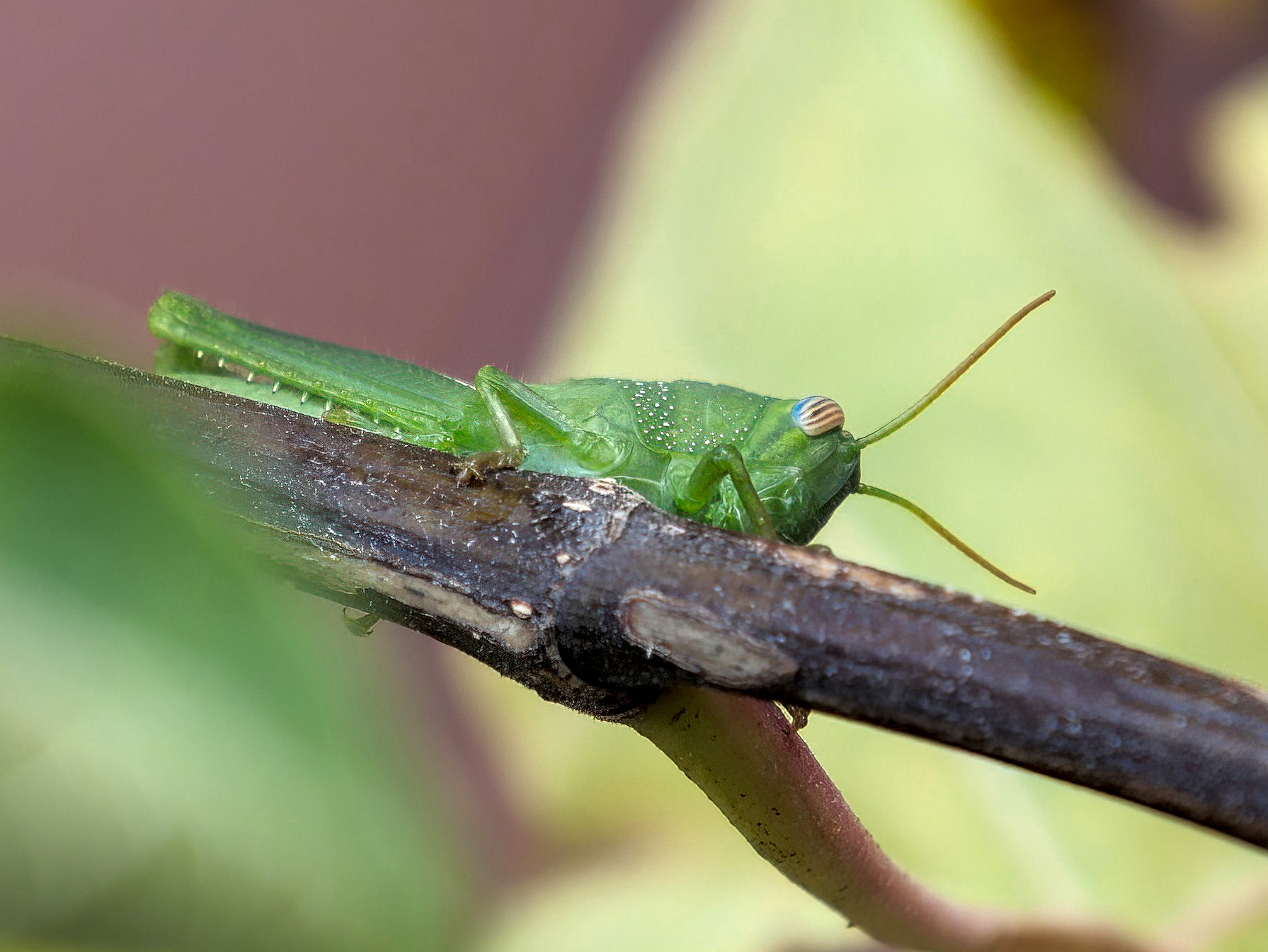 Una visita inattesa sul mio balcone