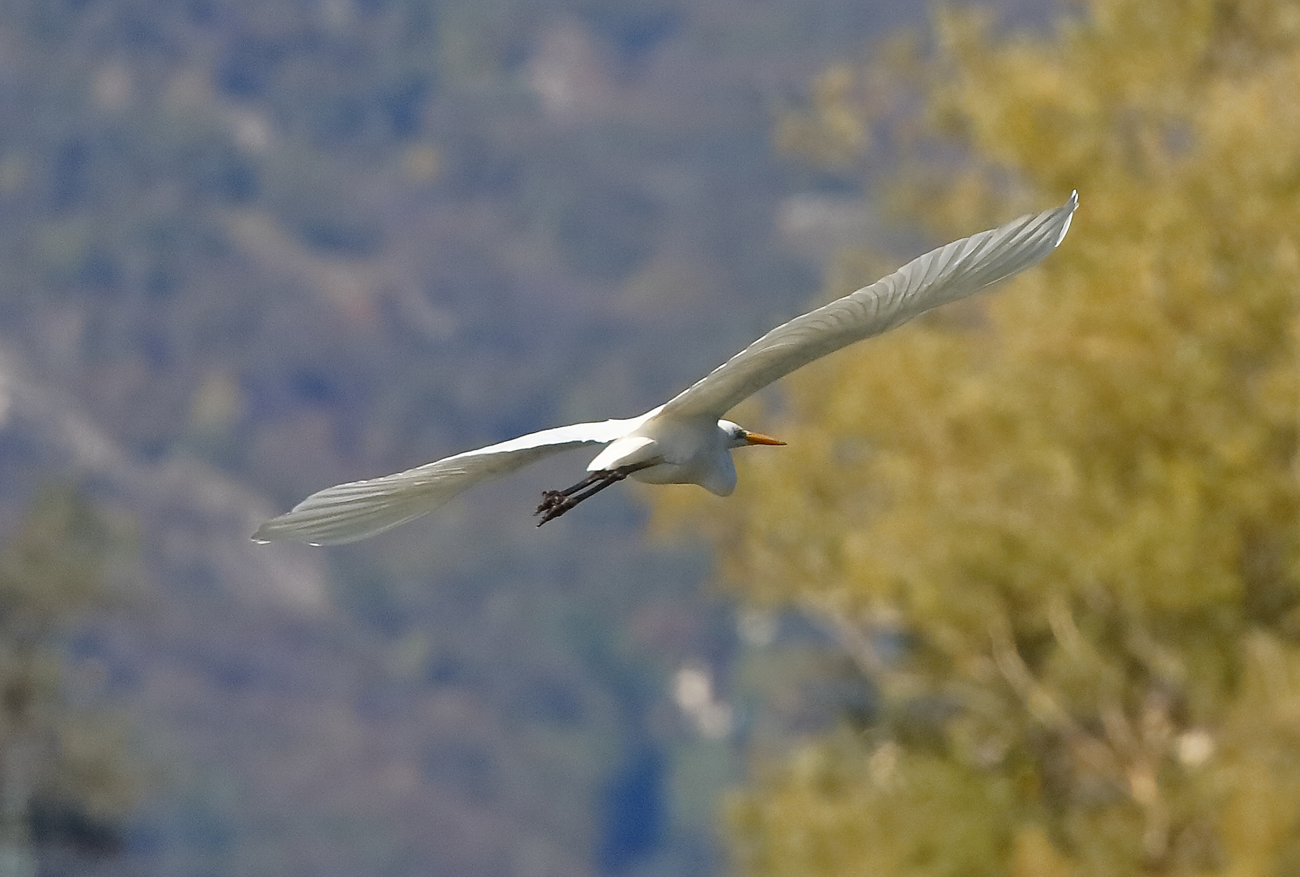 Airone BM 05-11-2023