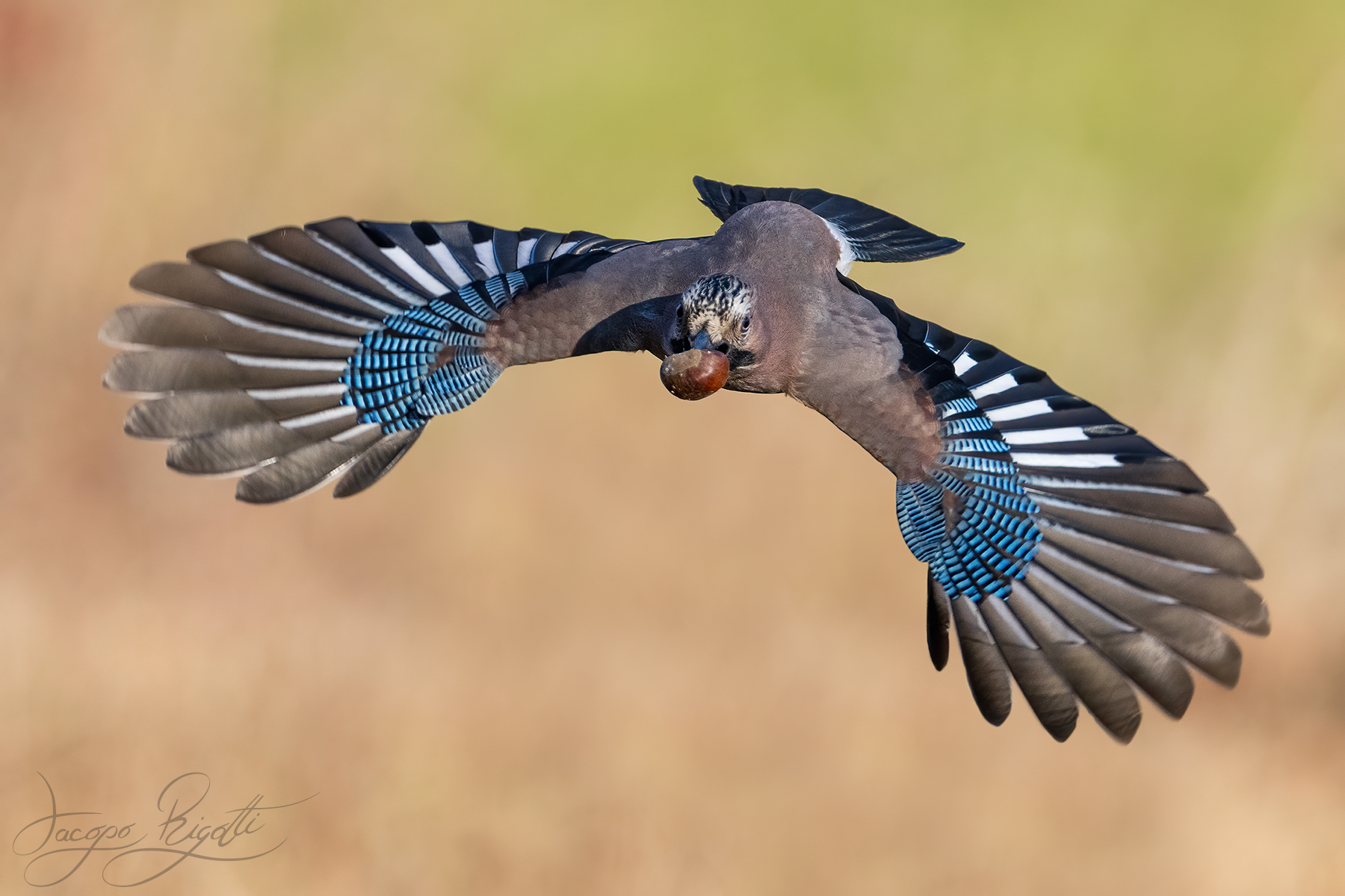 Like a hang glider