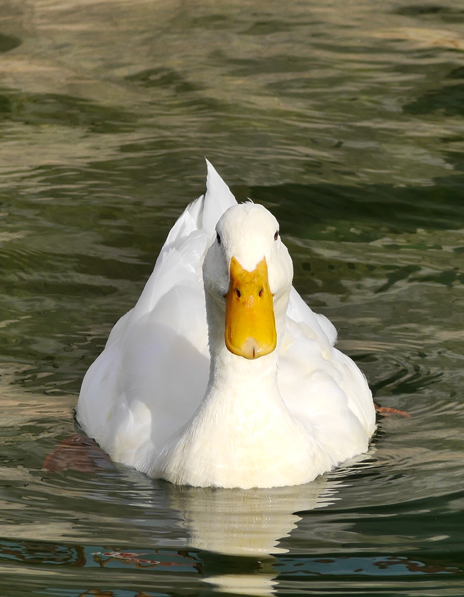 Ora di profilo... grazie!
