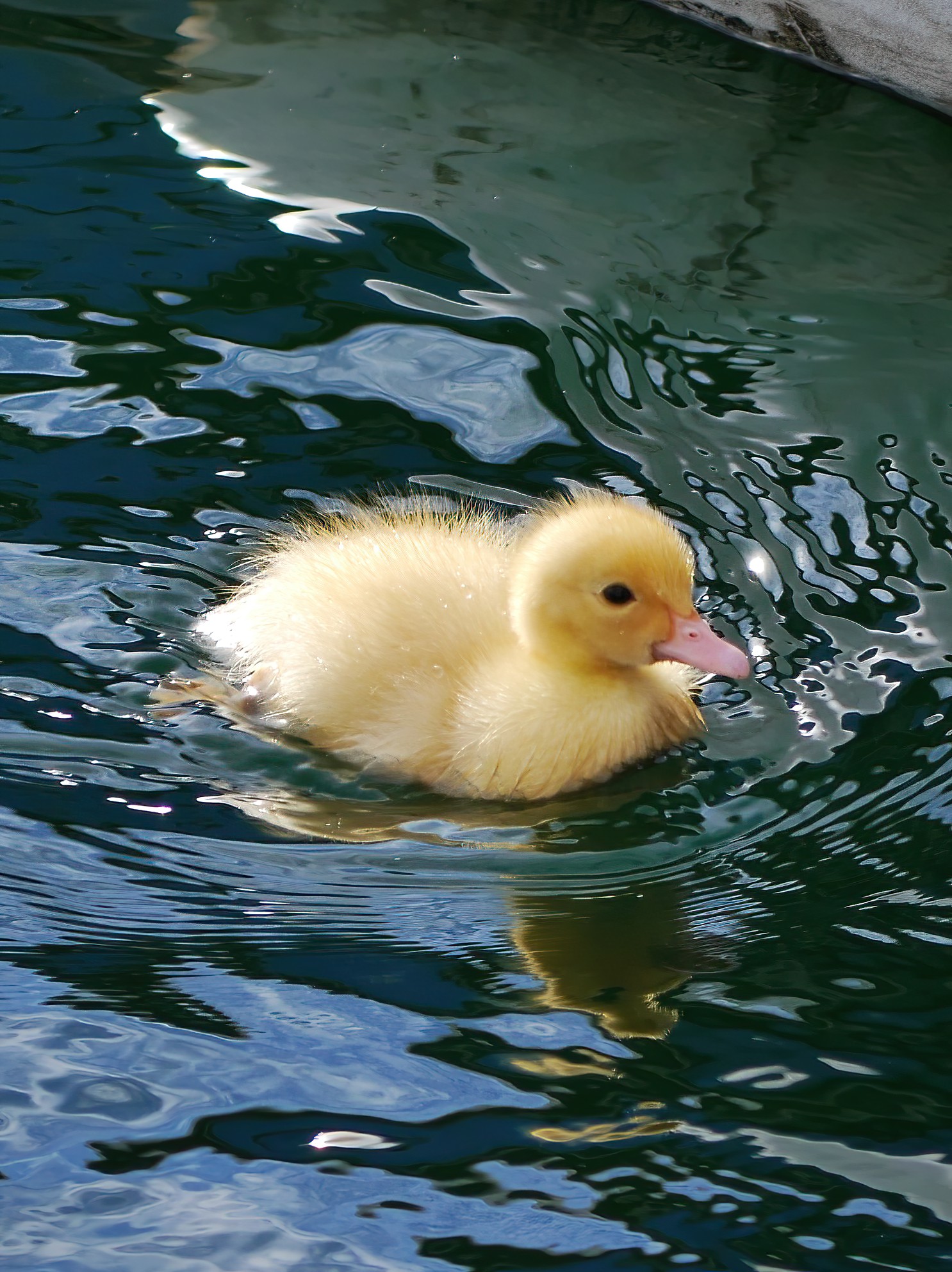 Color? Yellow tenderness!