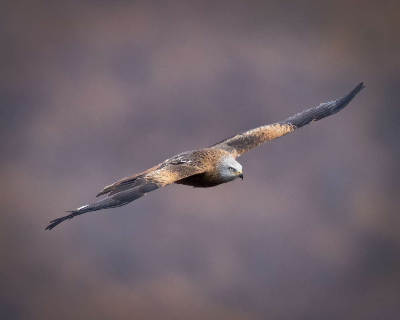 Red kite