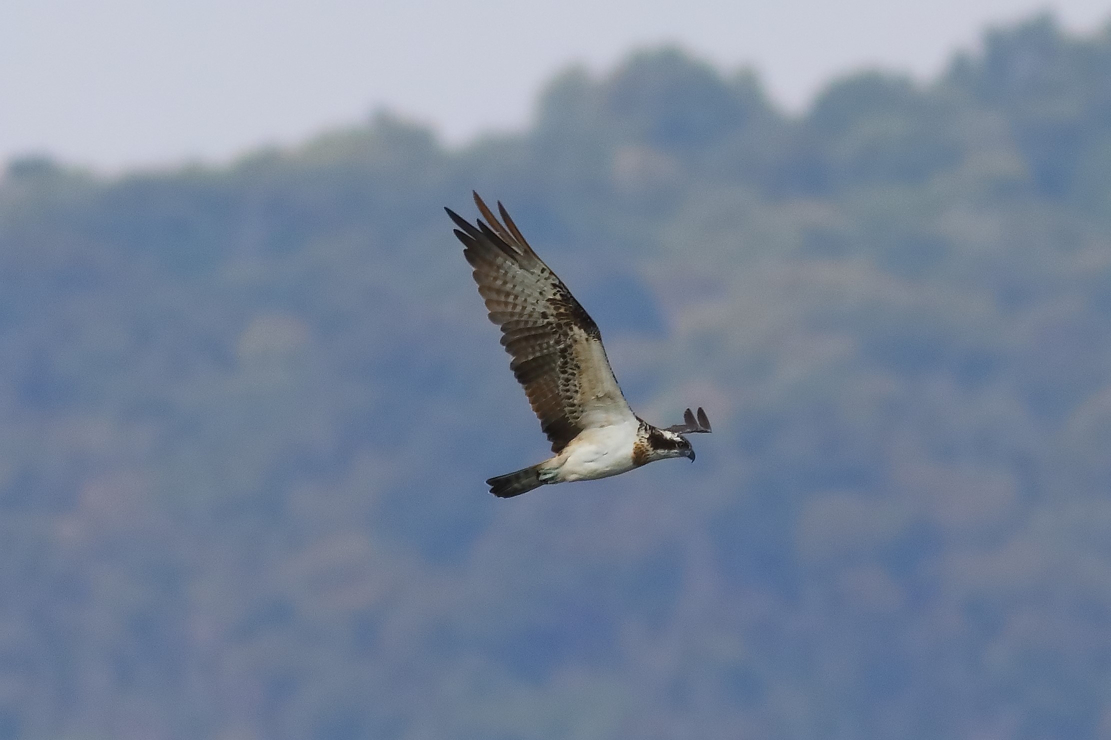 Osprey 04-09-2023