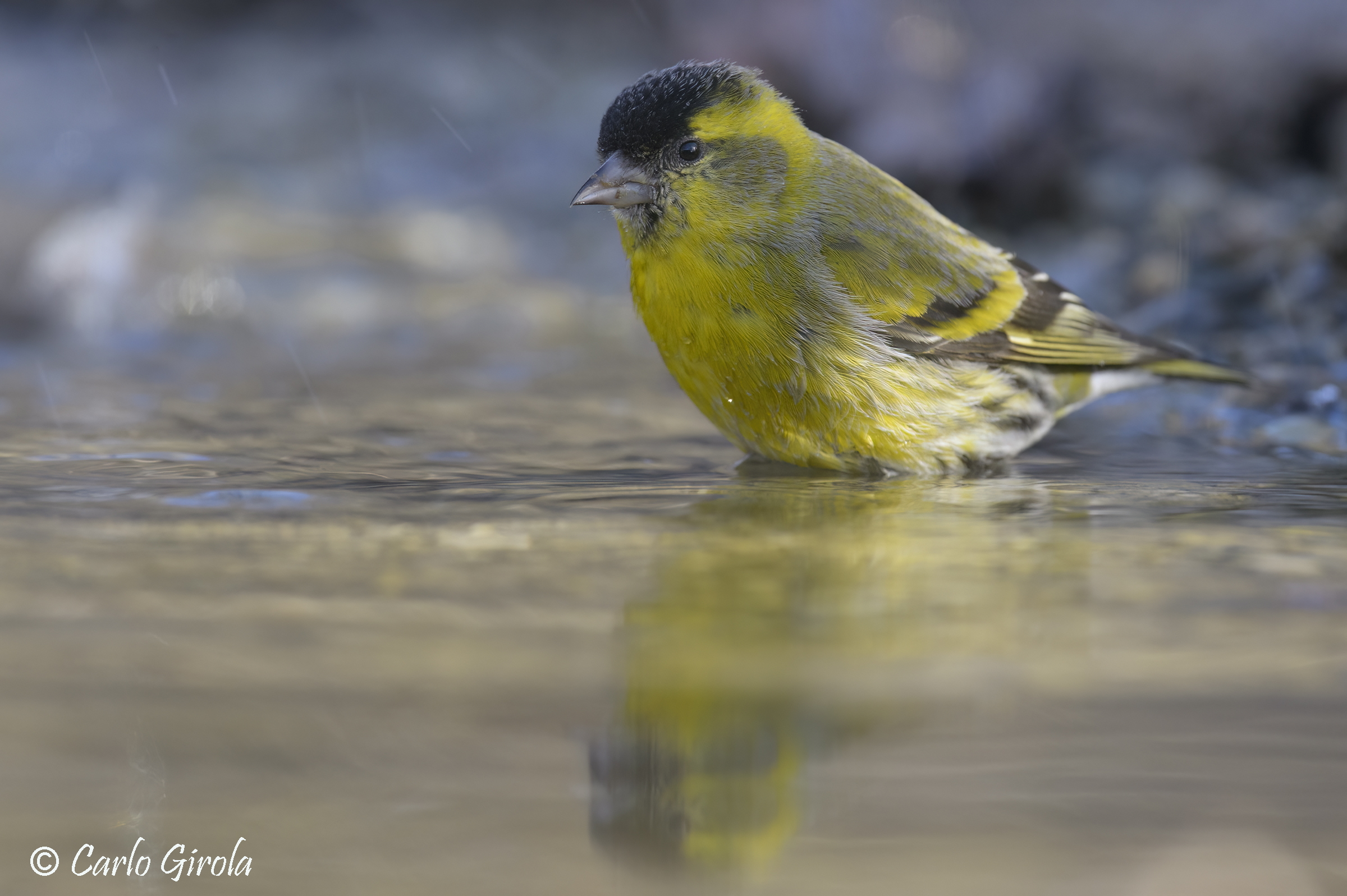 Lucherino (Carduelis spinus)