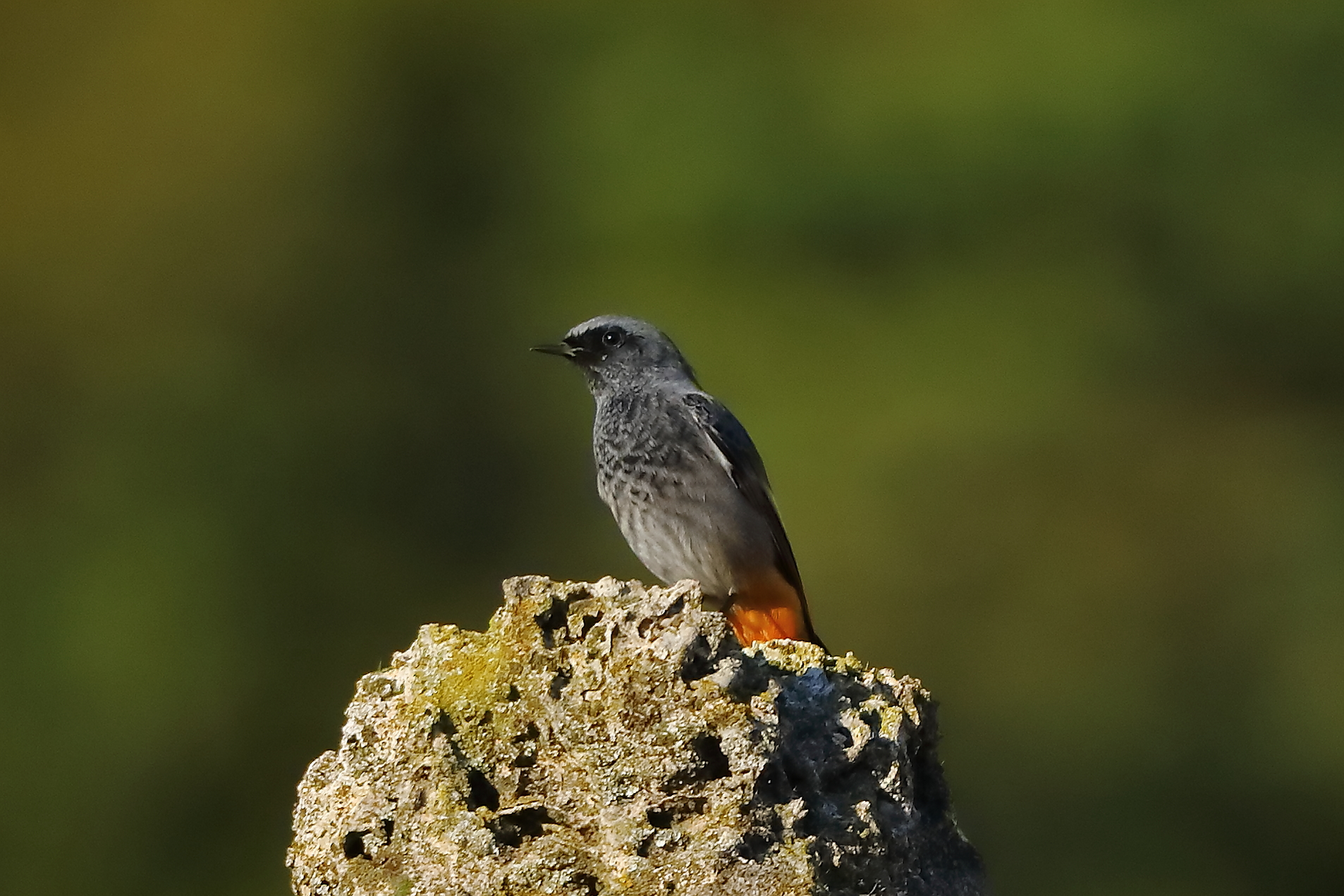 Redstart M 28-10-2023