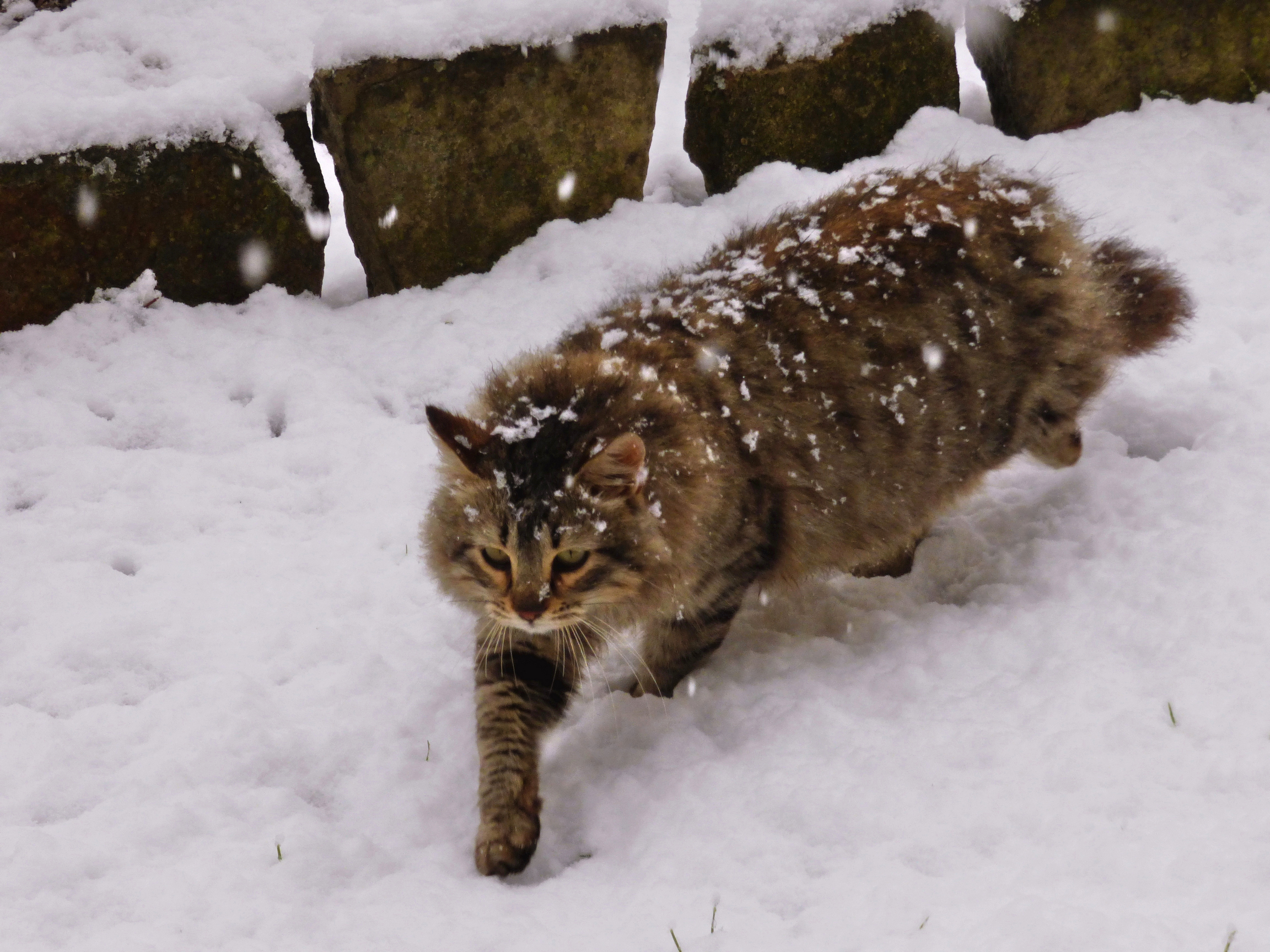 Il gatto e la neve