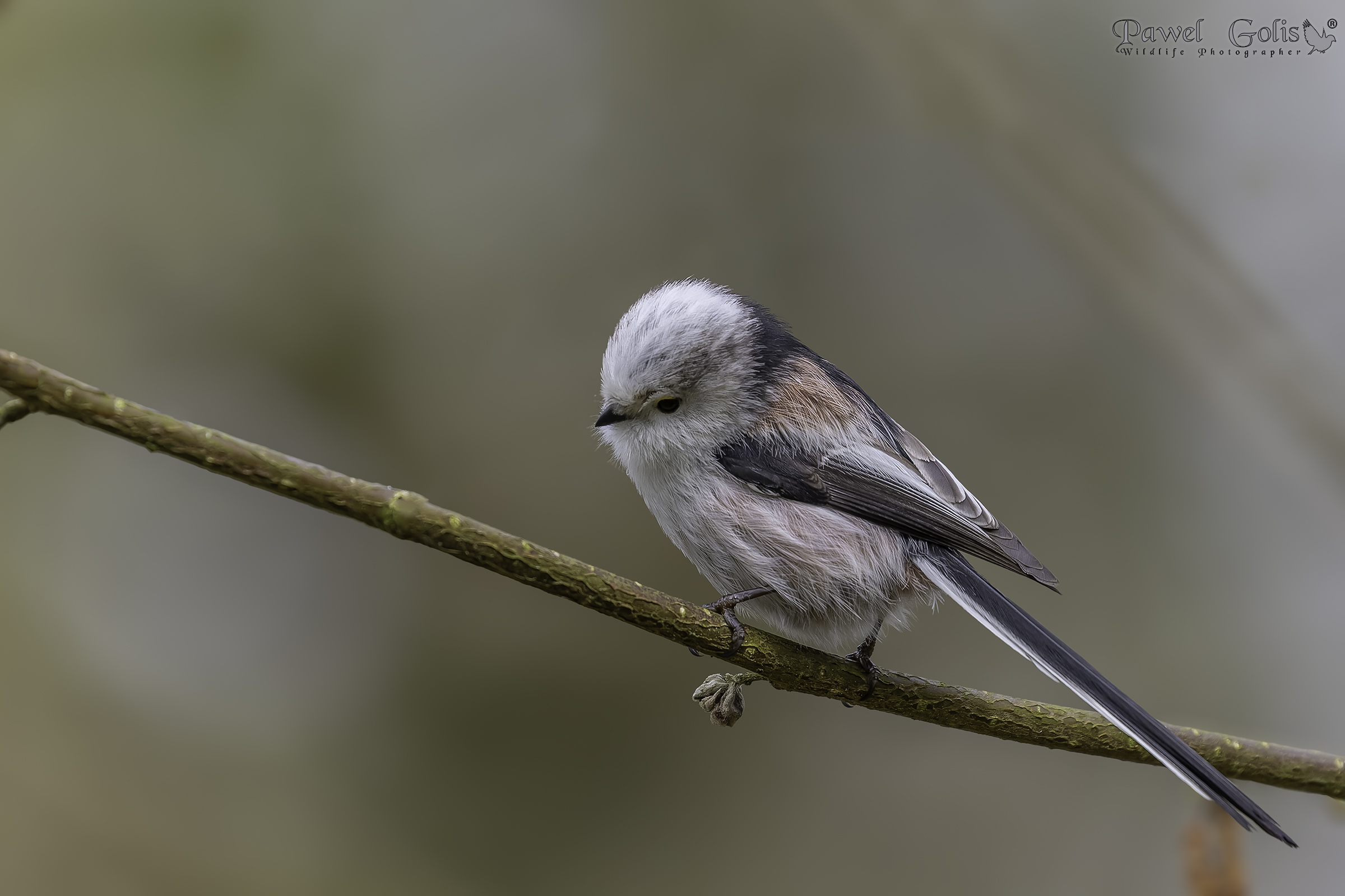 Cinciarella dalla coda lunga (Aegithalos caudatus)