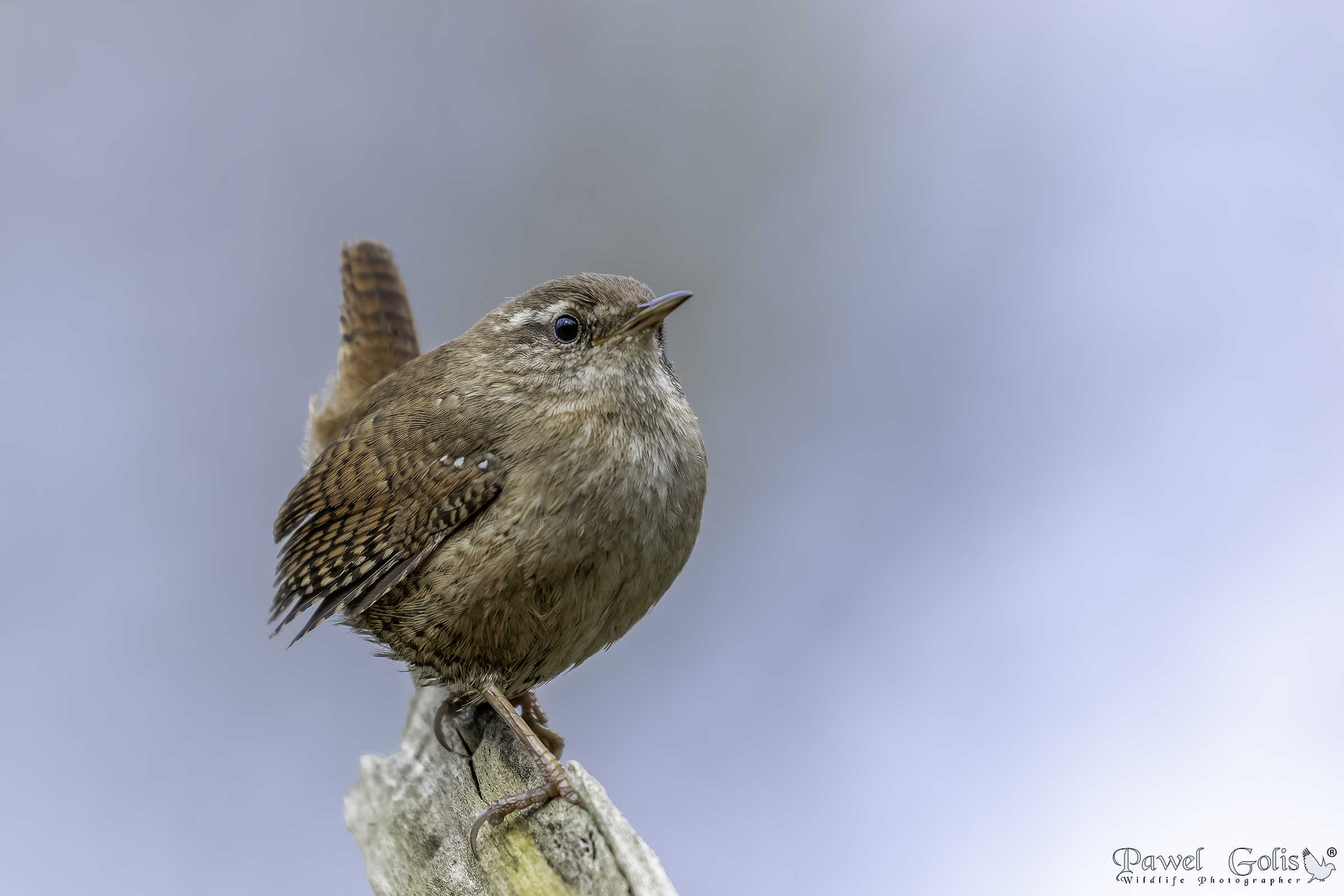 Scricciolo ( Troglodytes troglodytes )