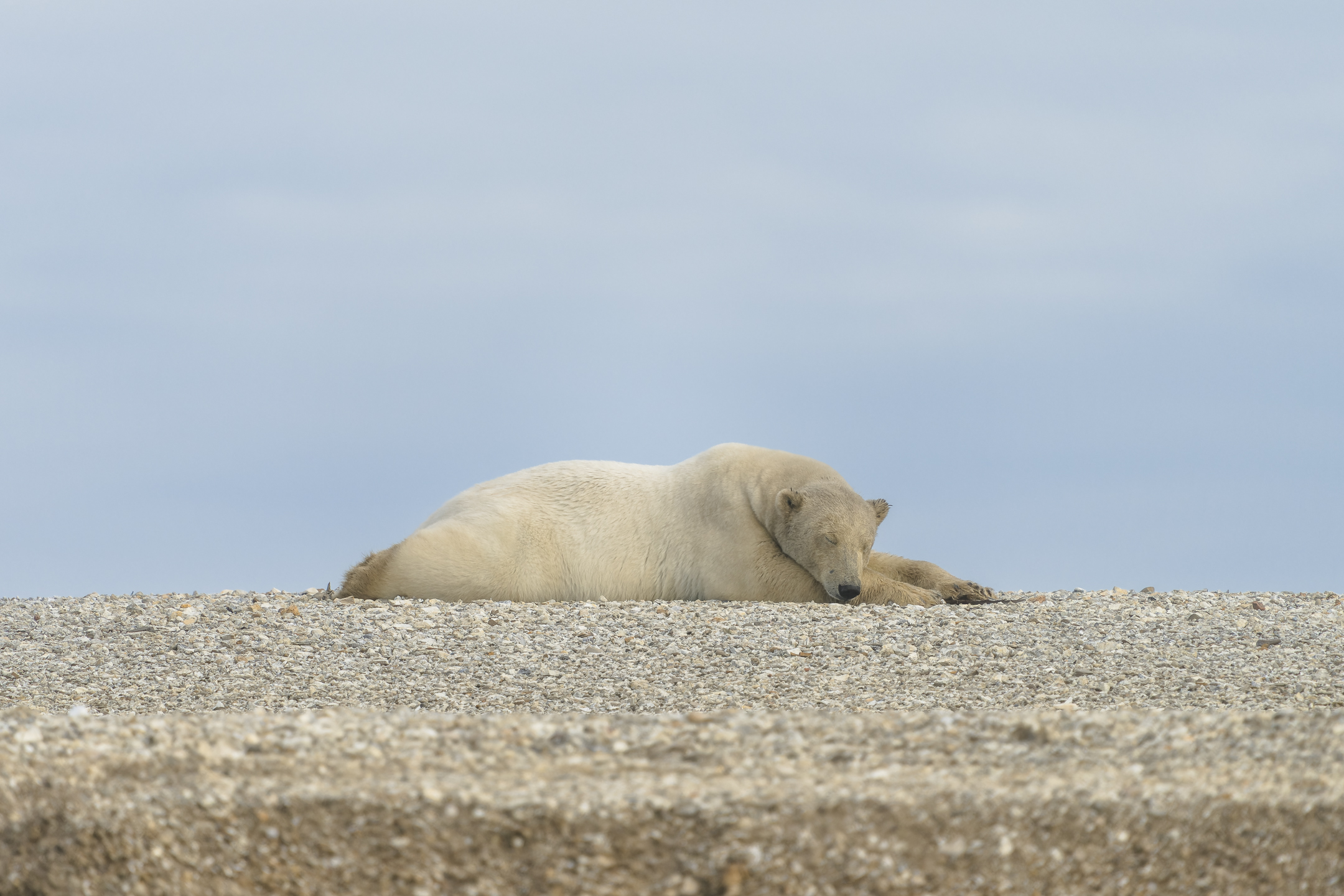 Polar bear, Svalbard.
