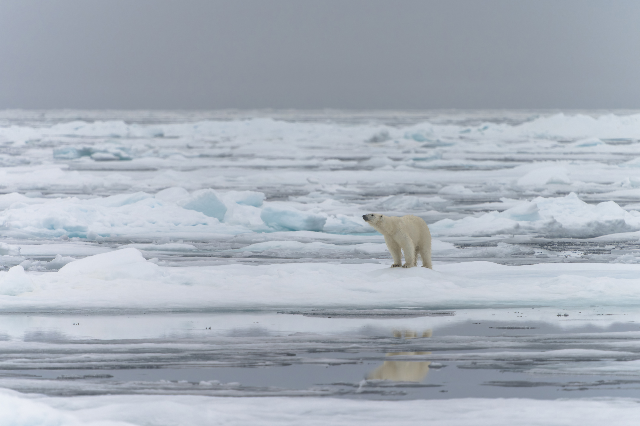 Polar bear, Svalbard.