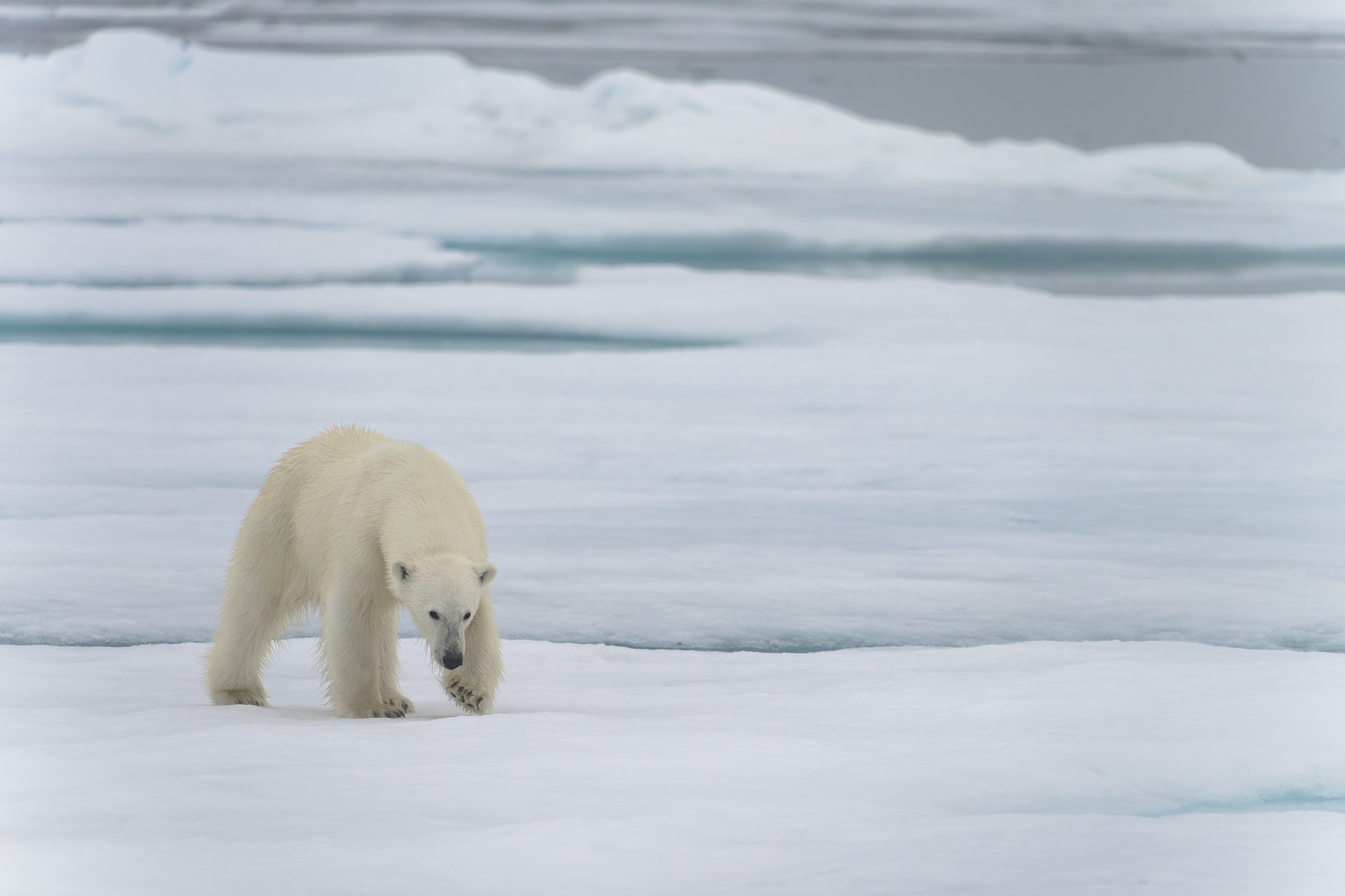 Polar bear, Svalbard.