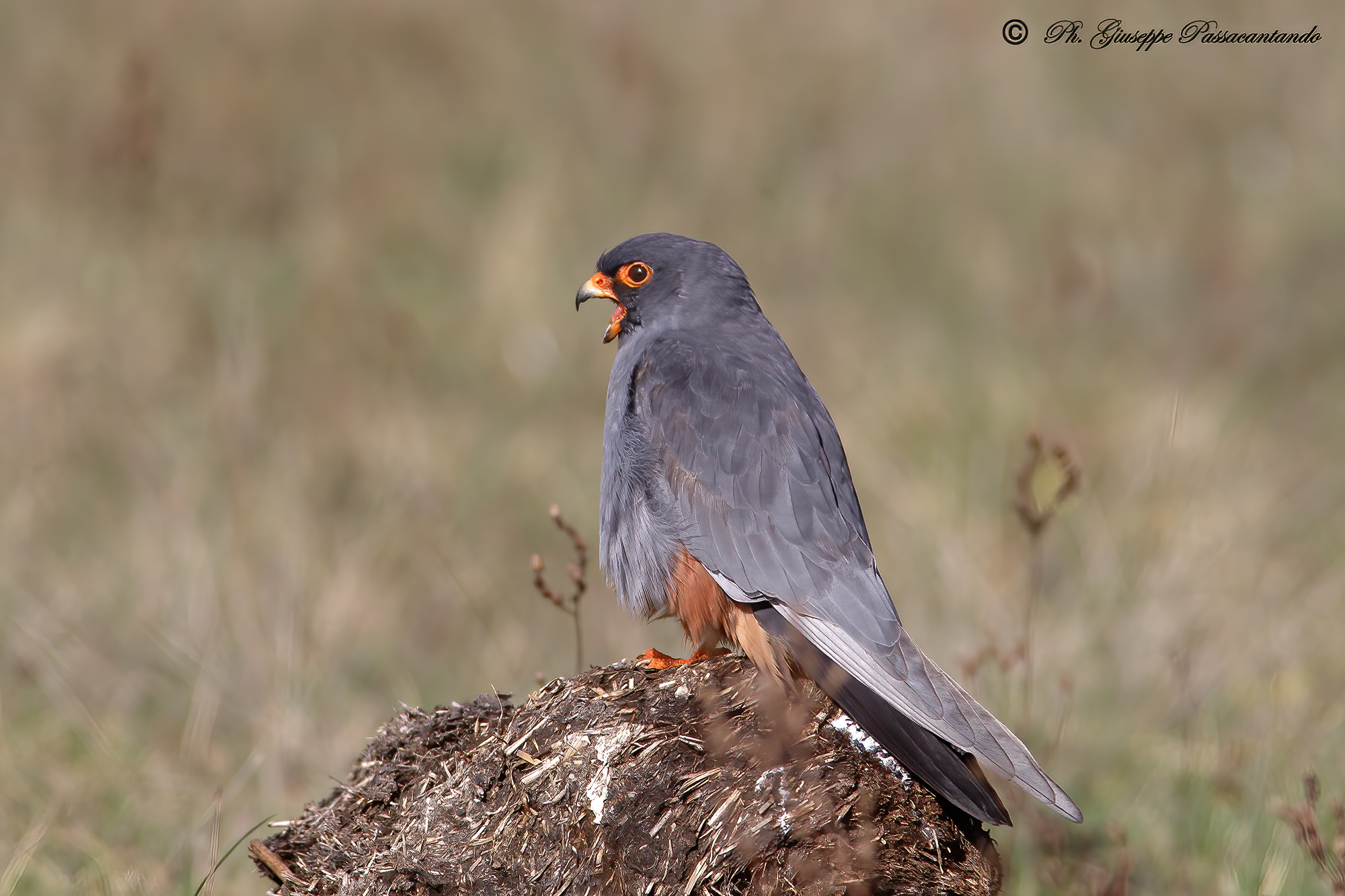 falco cuculo maschio