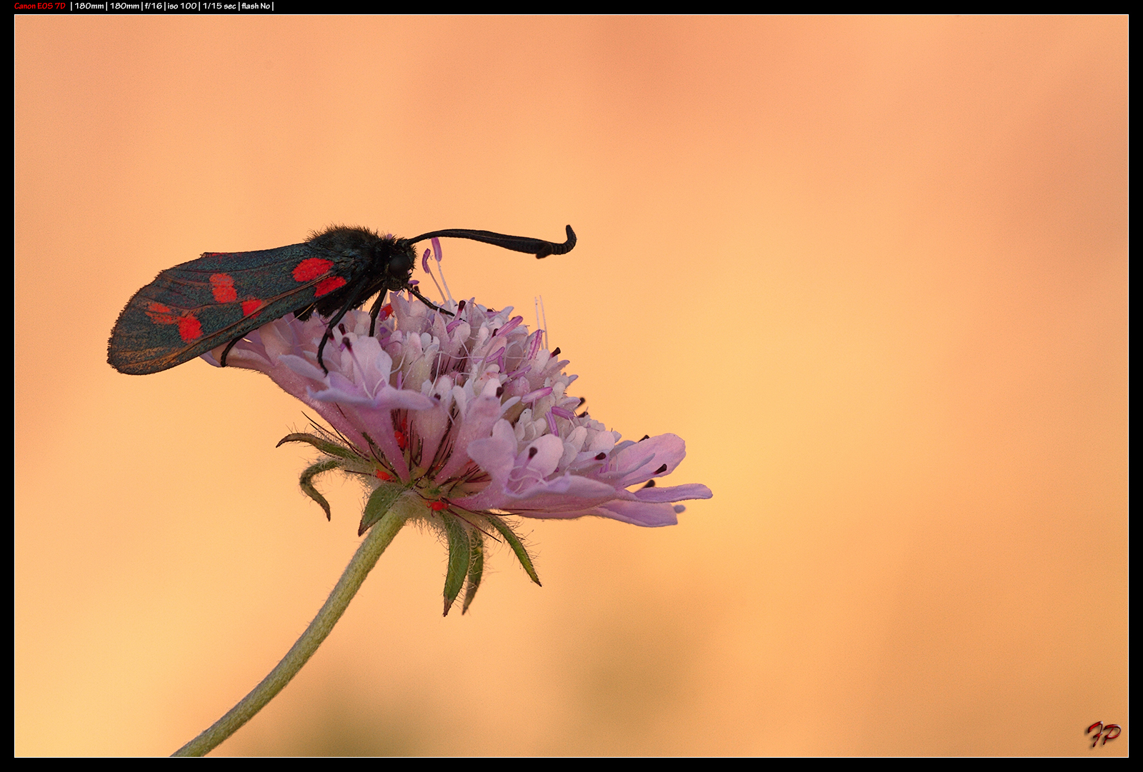 Zygaena