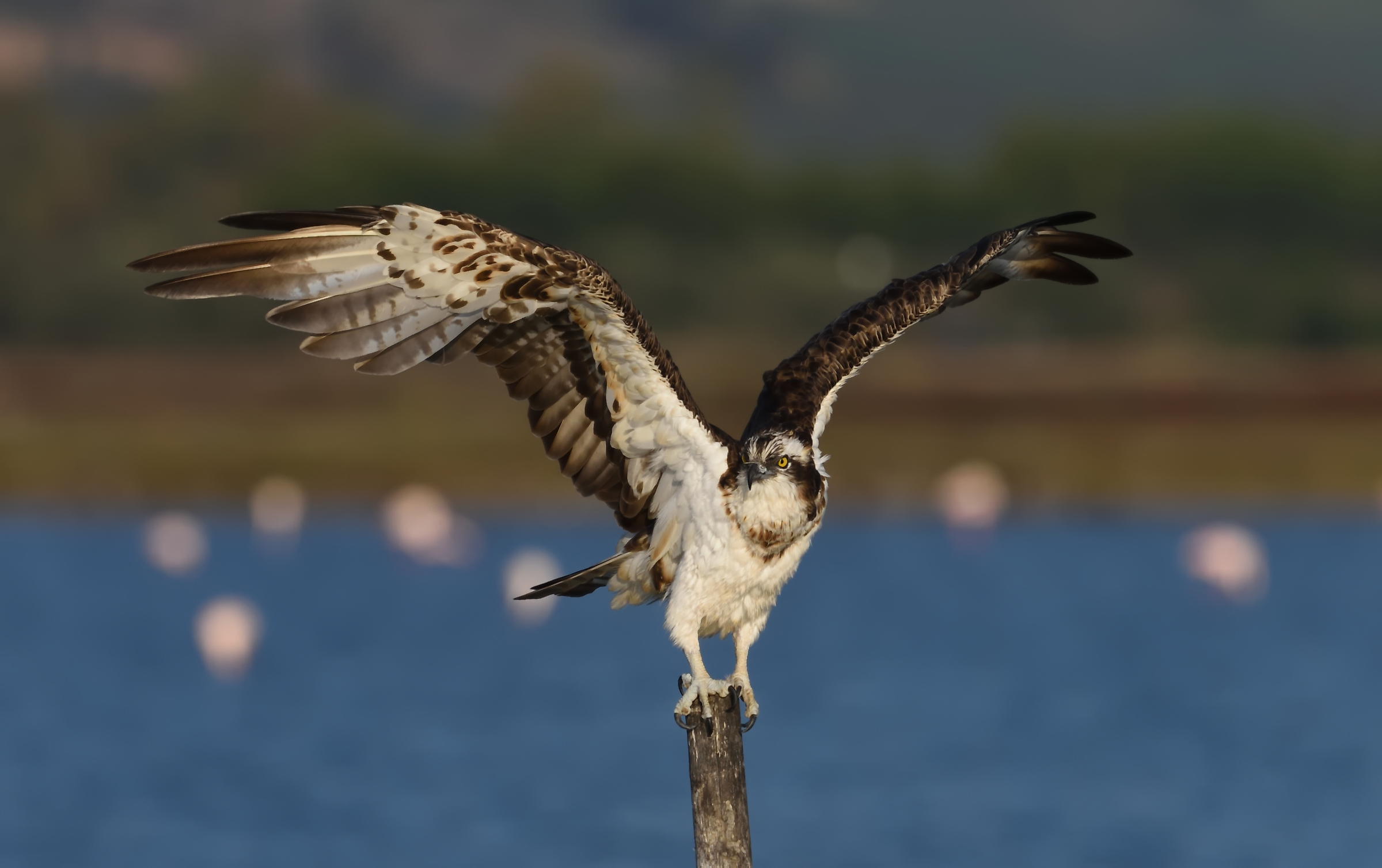 Fotografarlo è , per me , sempre un' emozione ...
