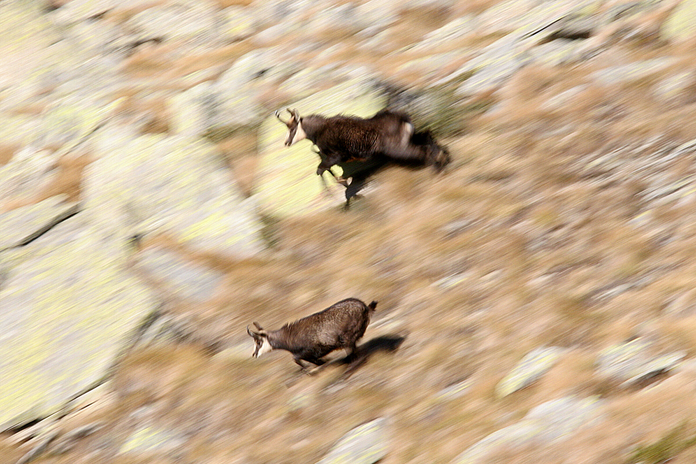 Camosci panning - Periodo degli amori