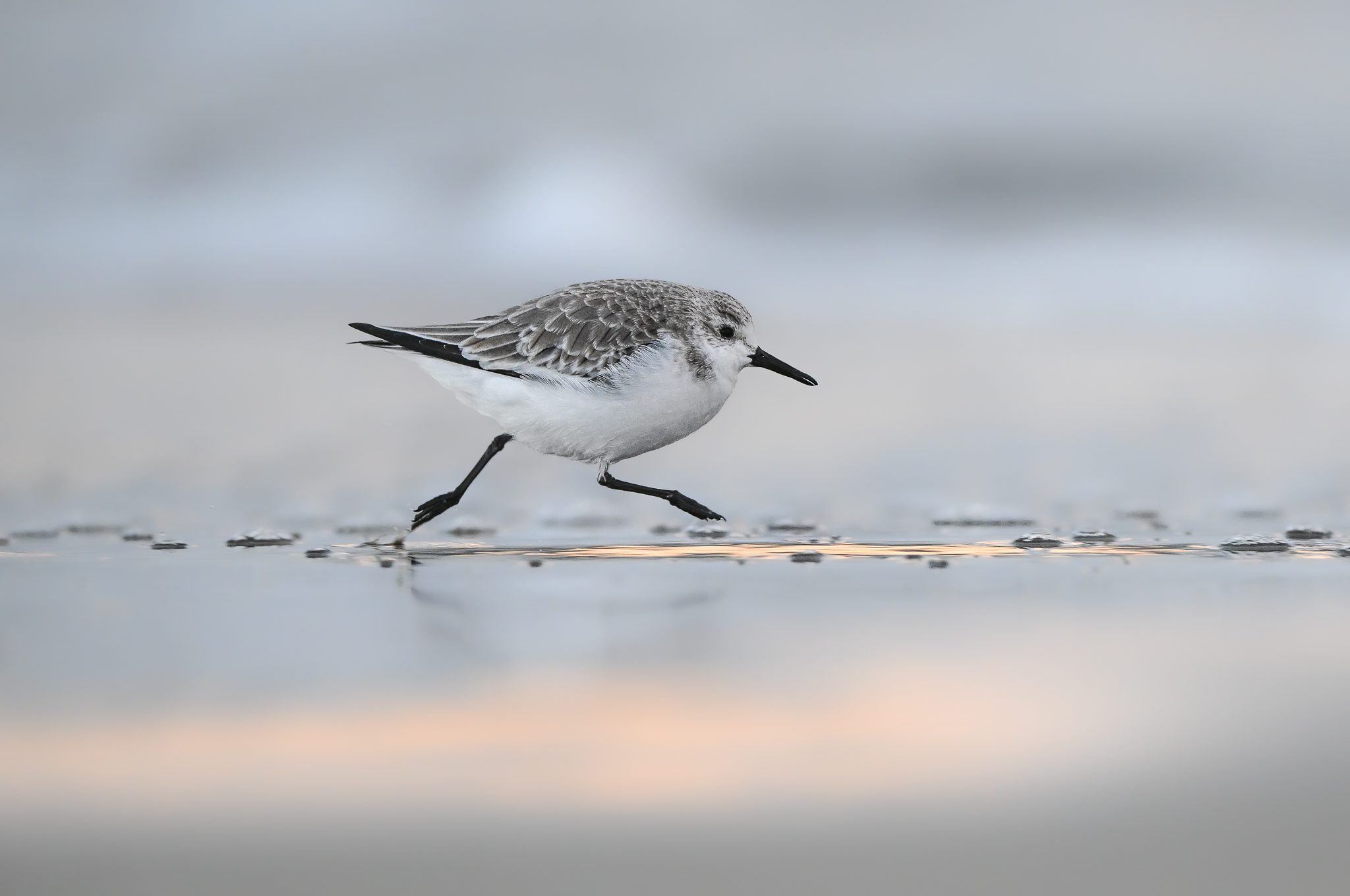 Three-toed sandpiper at dawn