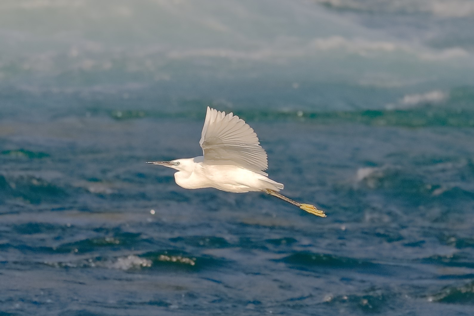 Little Egret 29-09-2023