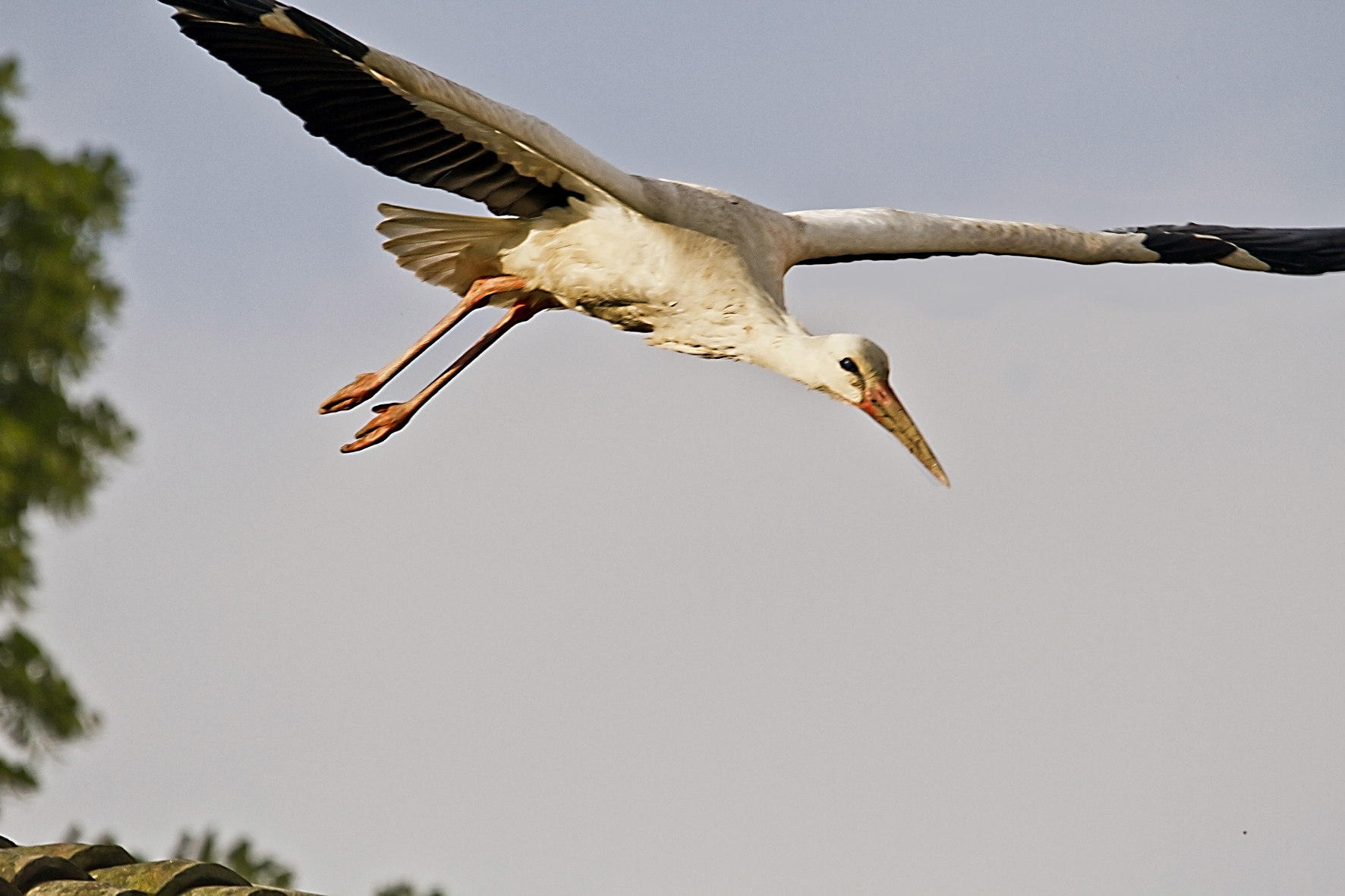 stork 7