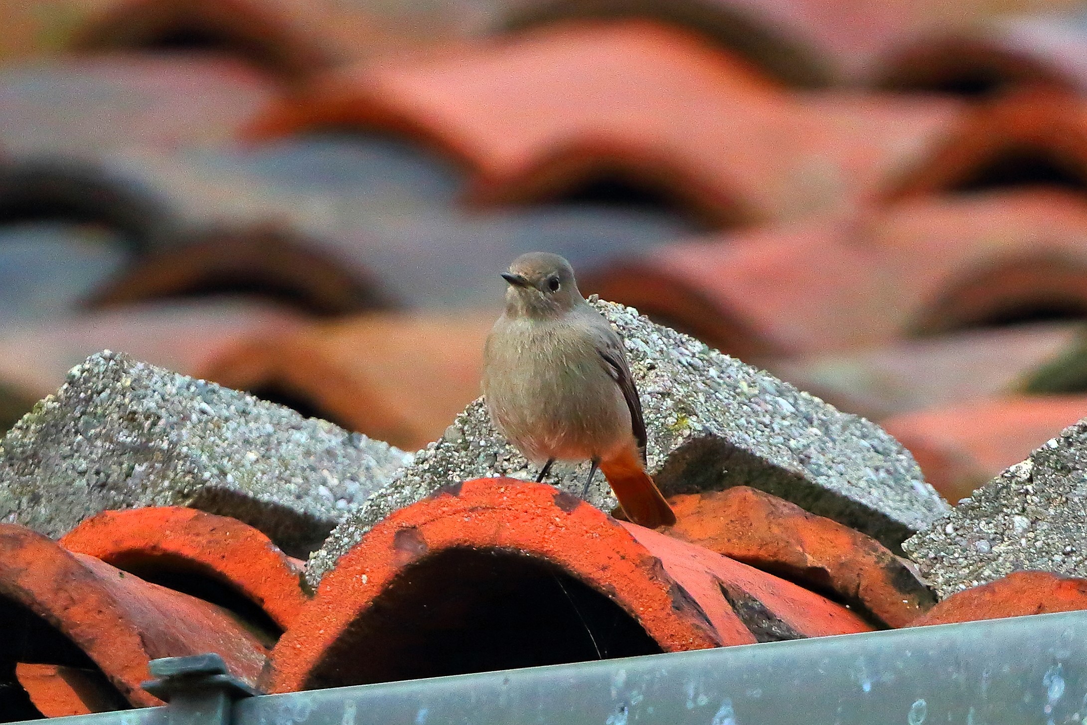 Redstart F 01-11-2023