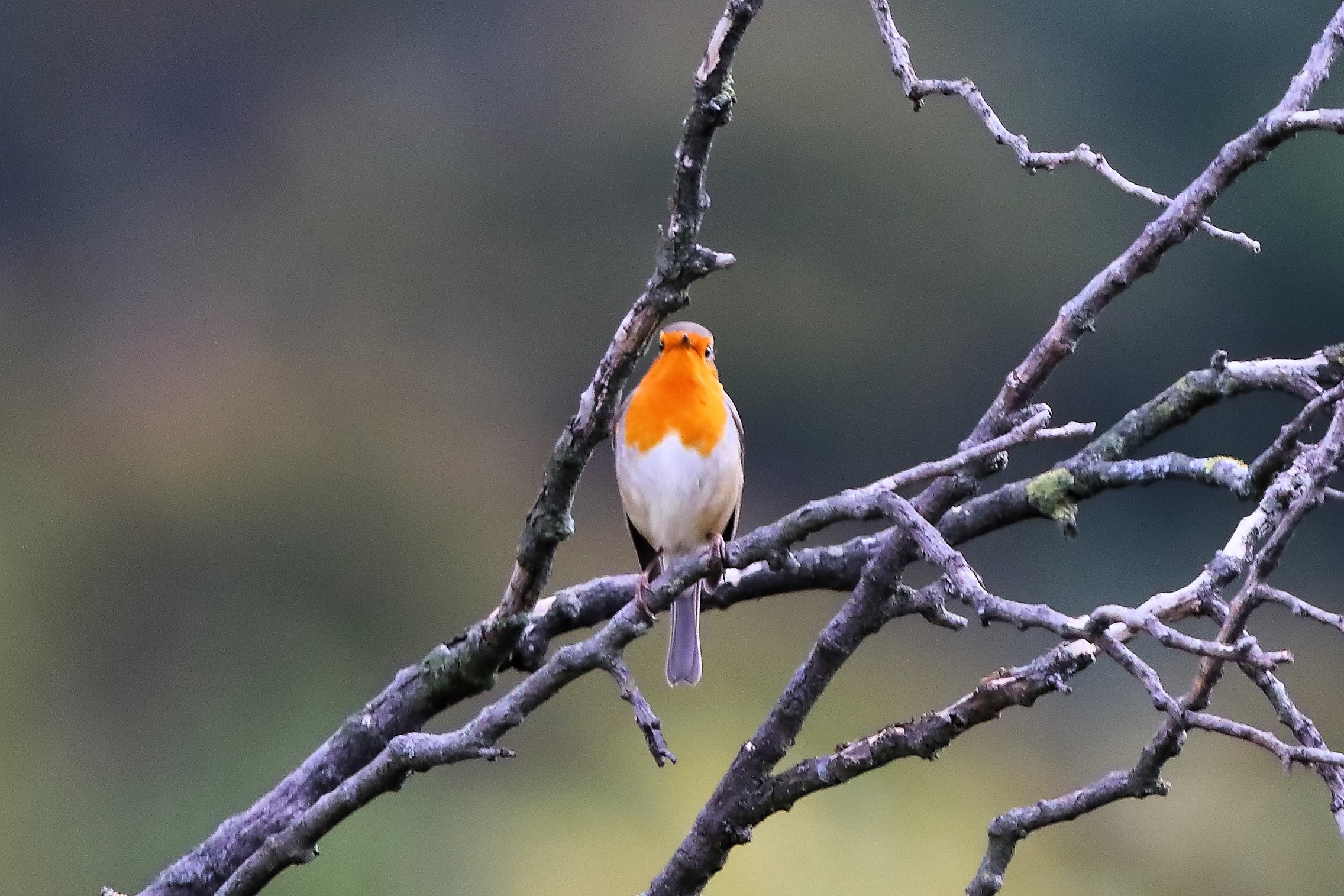 Robin 31-10-2023