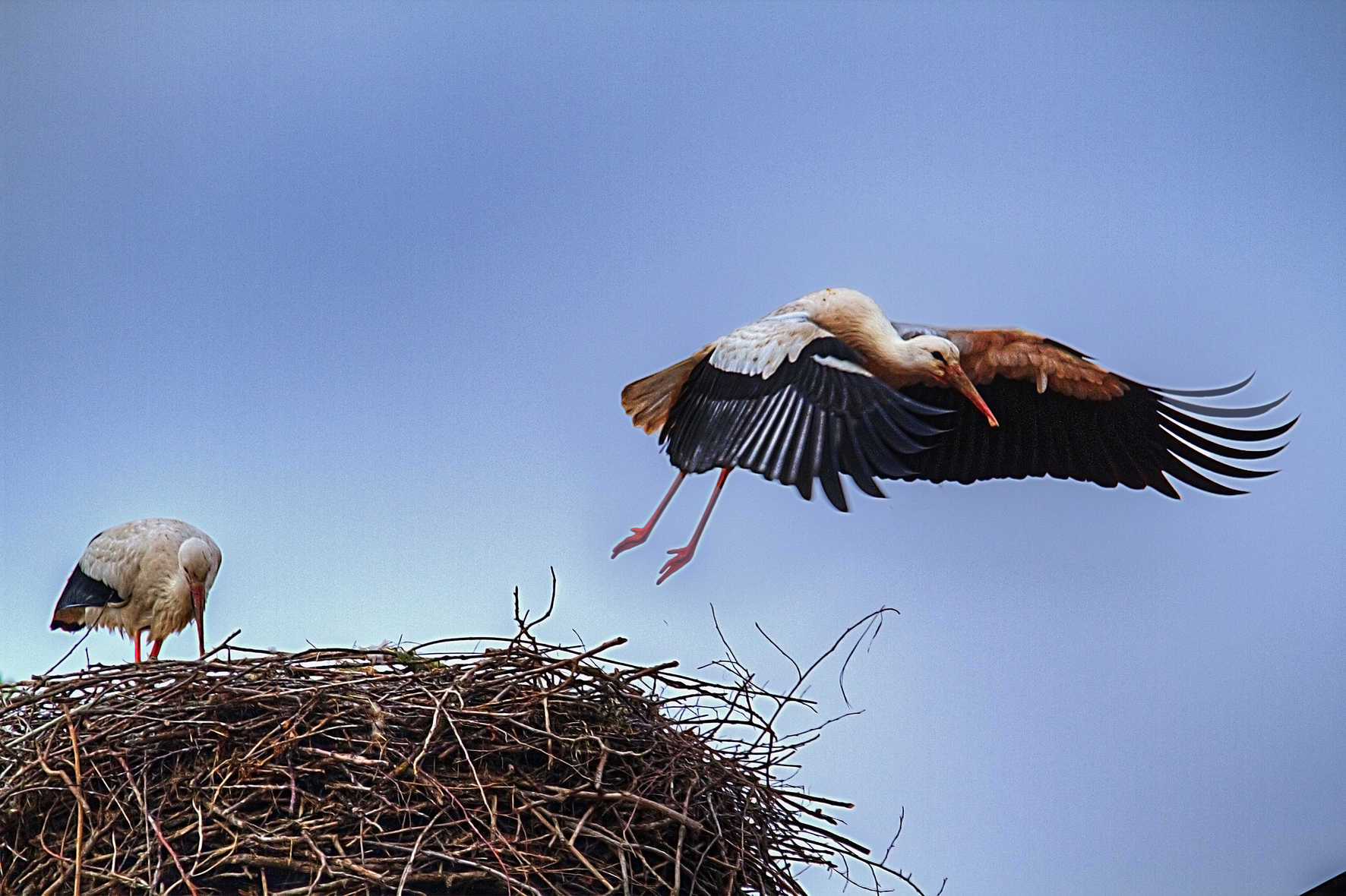 storks