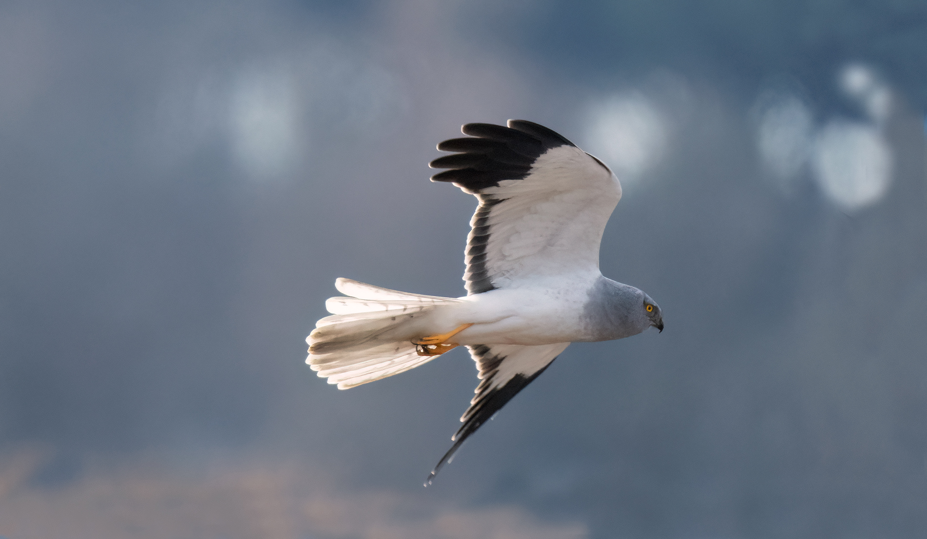 albanella reale  maschio