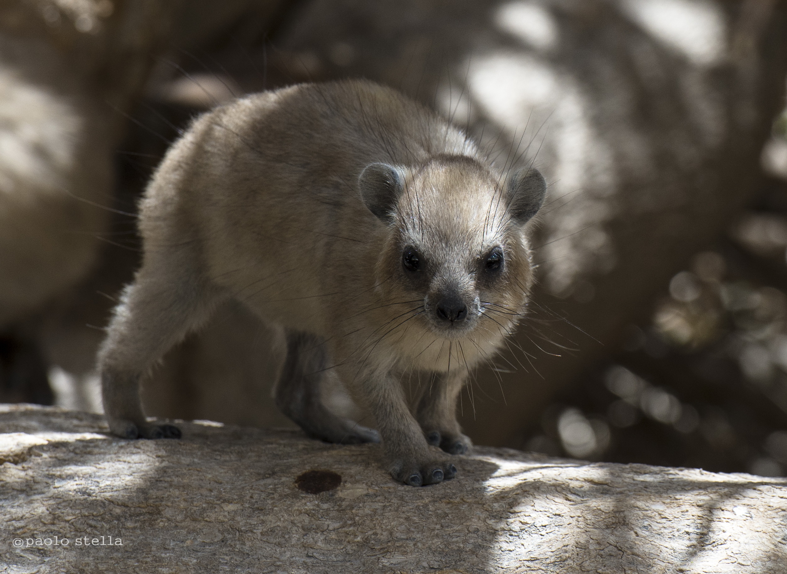 Rock Hyrax