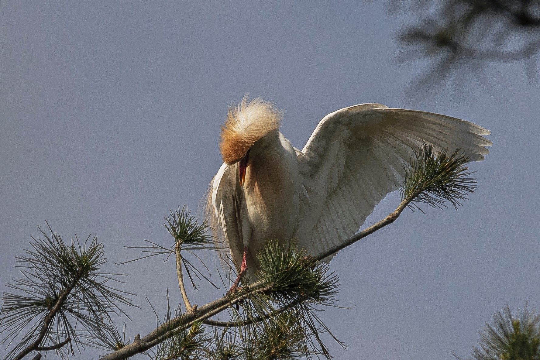 Bowing (cattle egret)