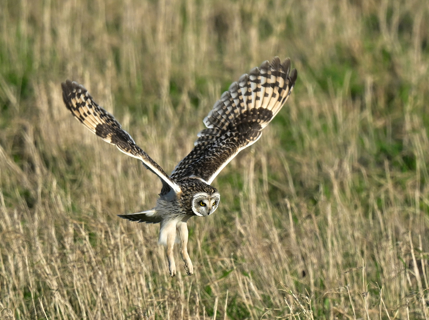 Short Eared Owl