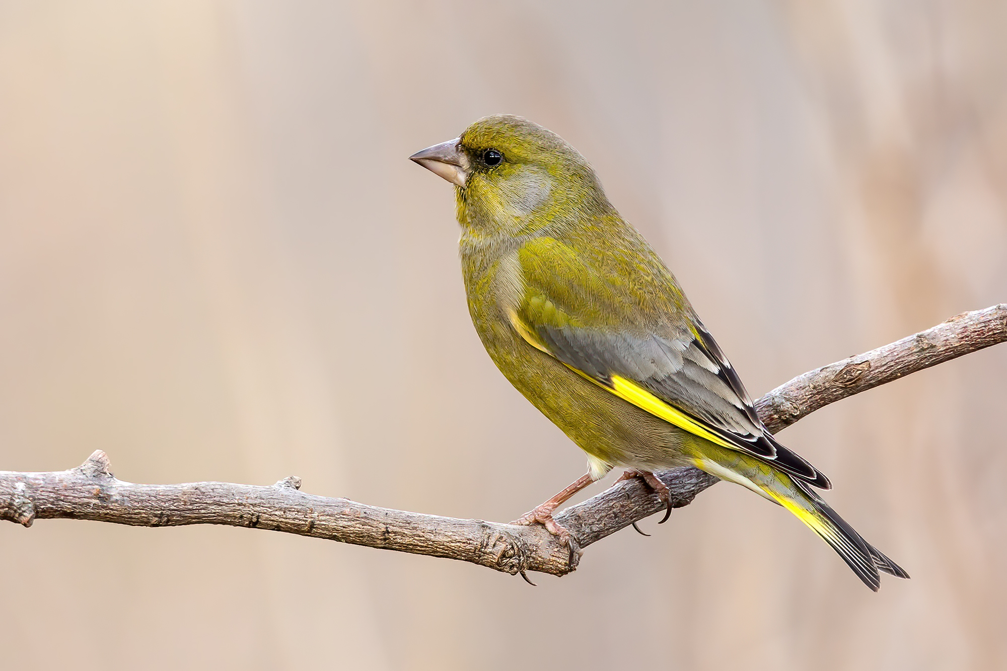 Greenfinch