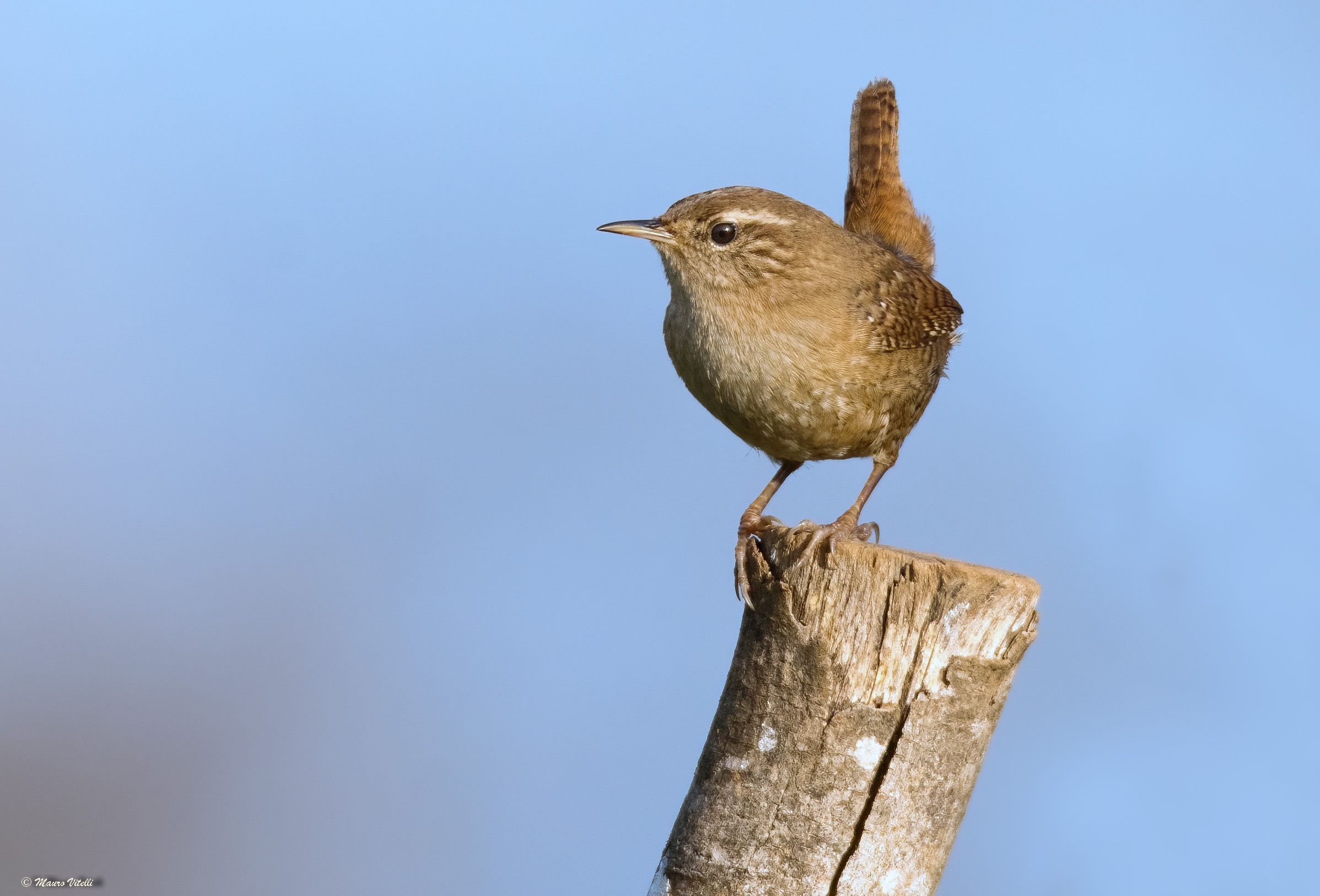 Wren (Troglodytes troglodytes)