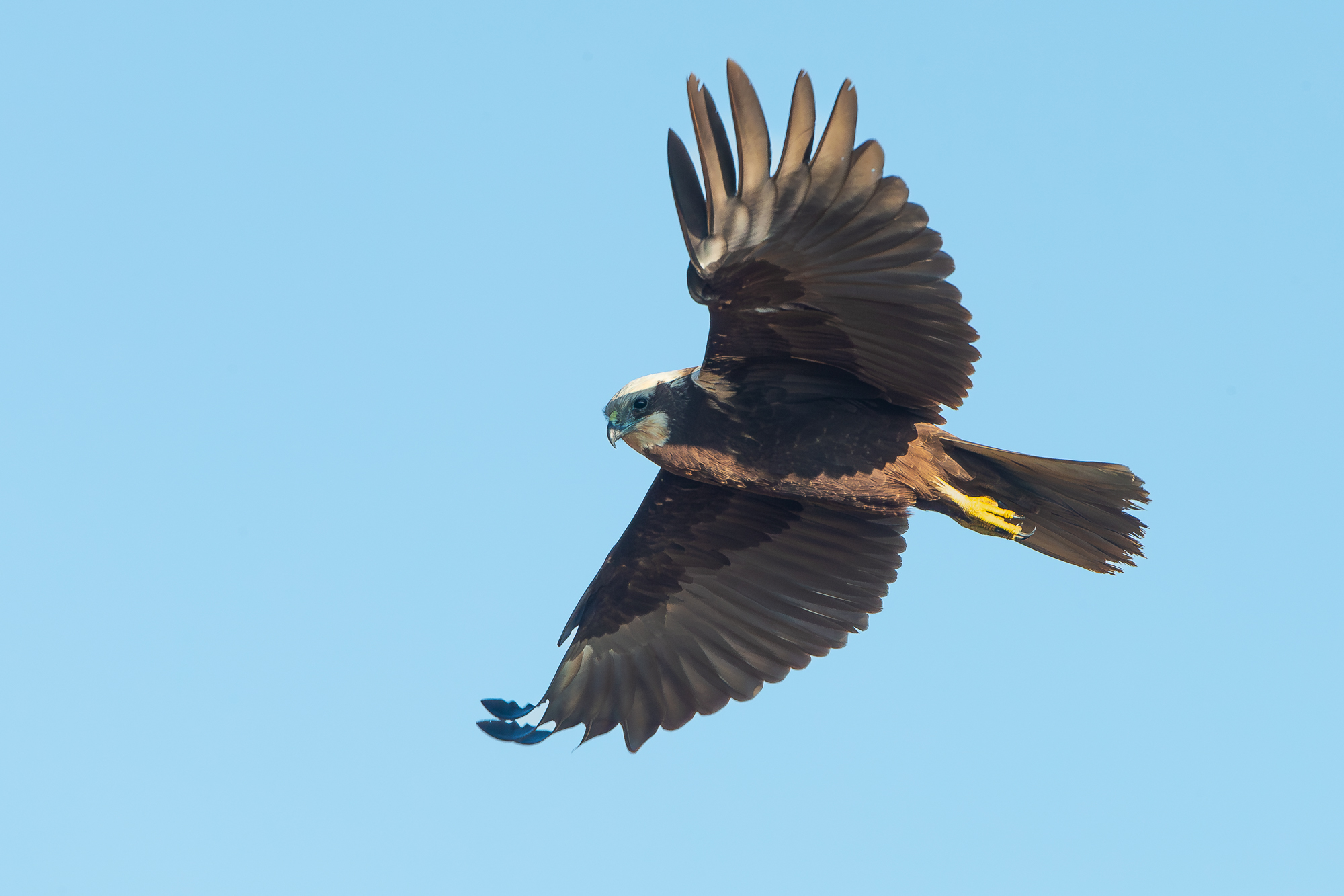 Marsh Harrier F.